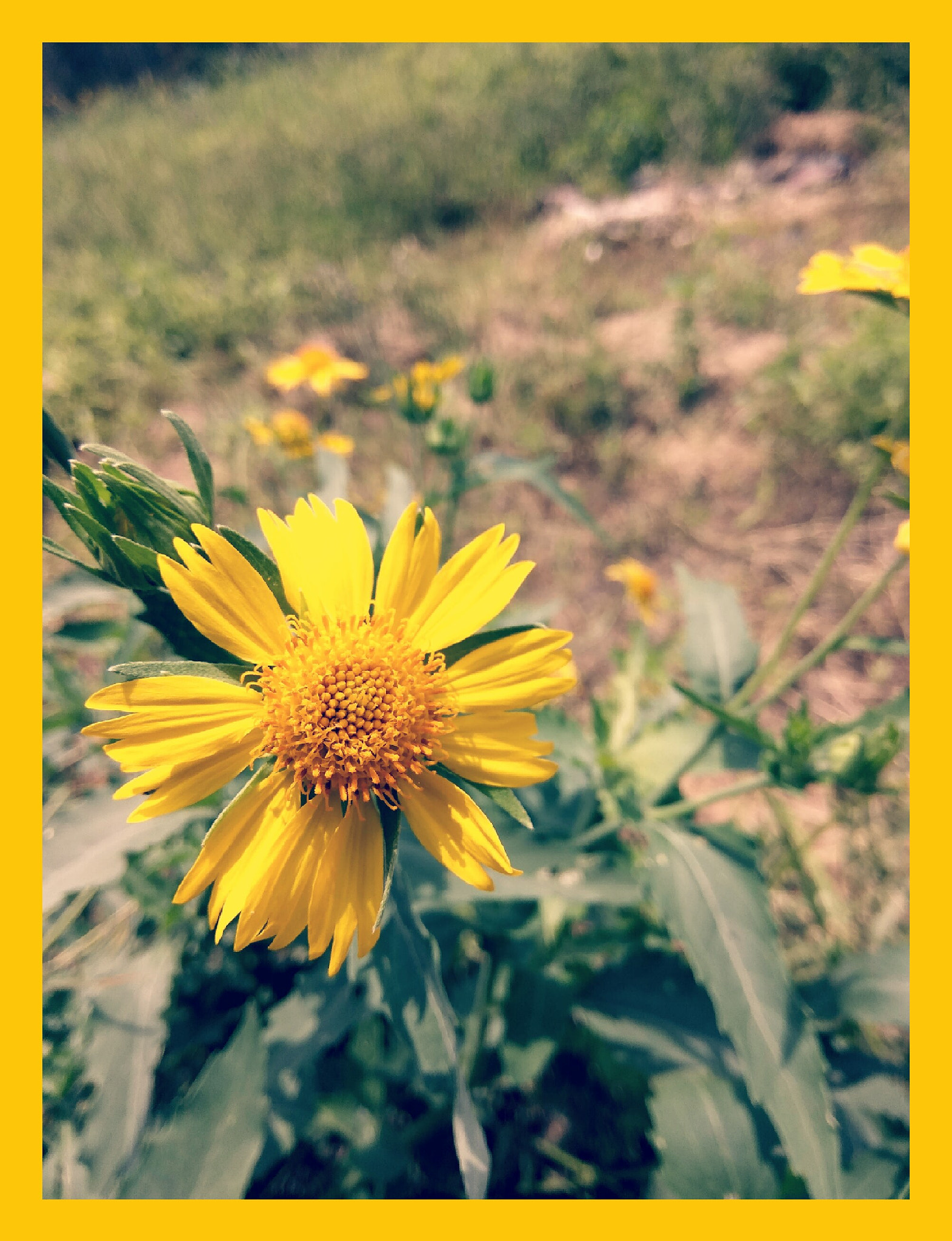 Xiaomi Redmi Note3 sample photo