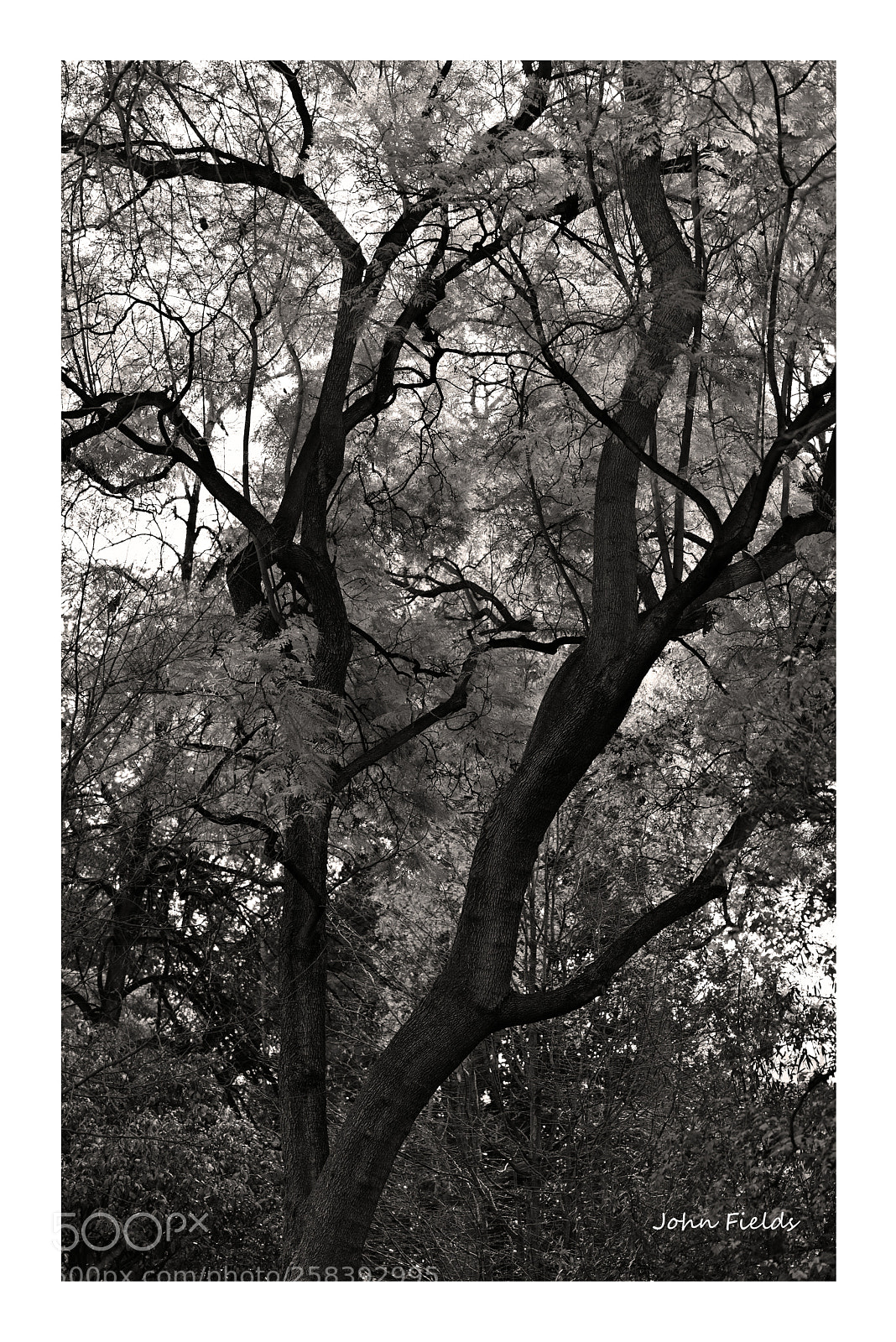 Nikon D800 sample photo. Jard bot nic val photography