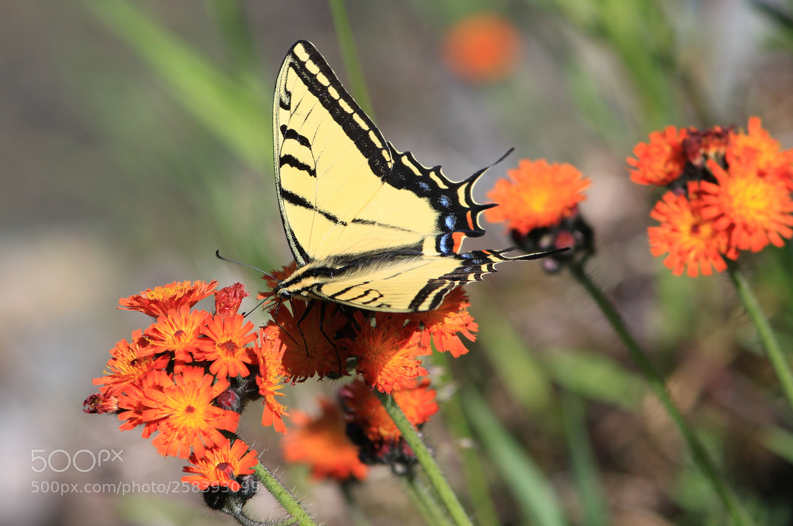 Canon EOS 500D (EOS Rebel T1i / EOS Kiss X3) sample photo. Iphiclides feisthamelii (papilio machaon) 1 photography