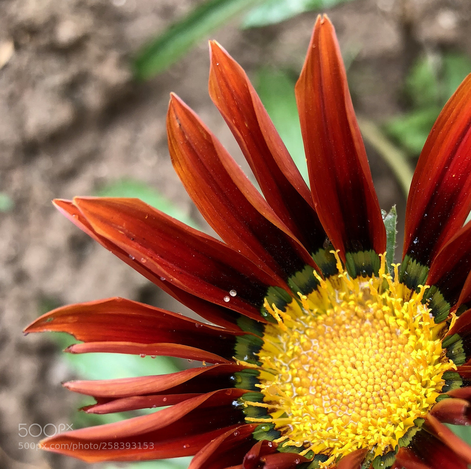 Apple iPhone 8 Plus sample photo. Gazennia  photography