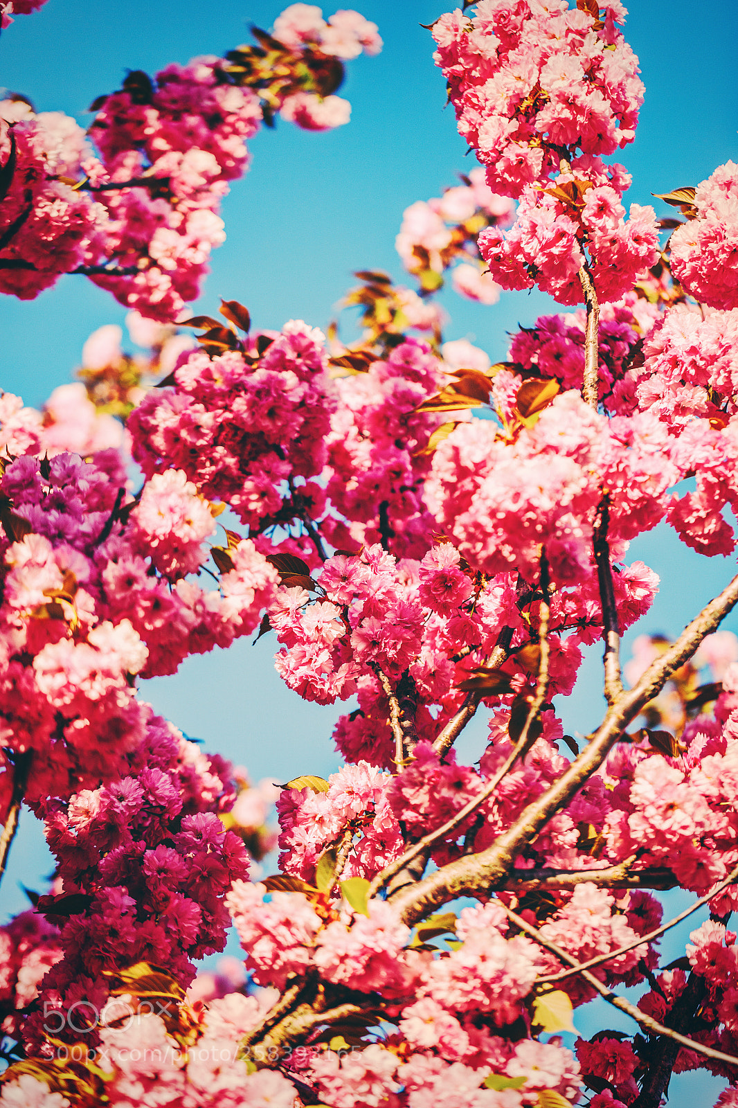 Canon EOS 6D sample photo. Blossom tree photography
