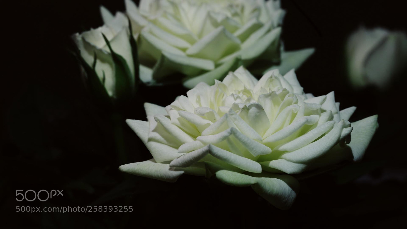 Canon EOS 6D sample photo. To my grandma. i photography