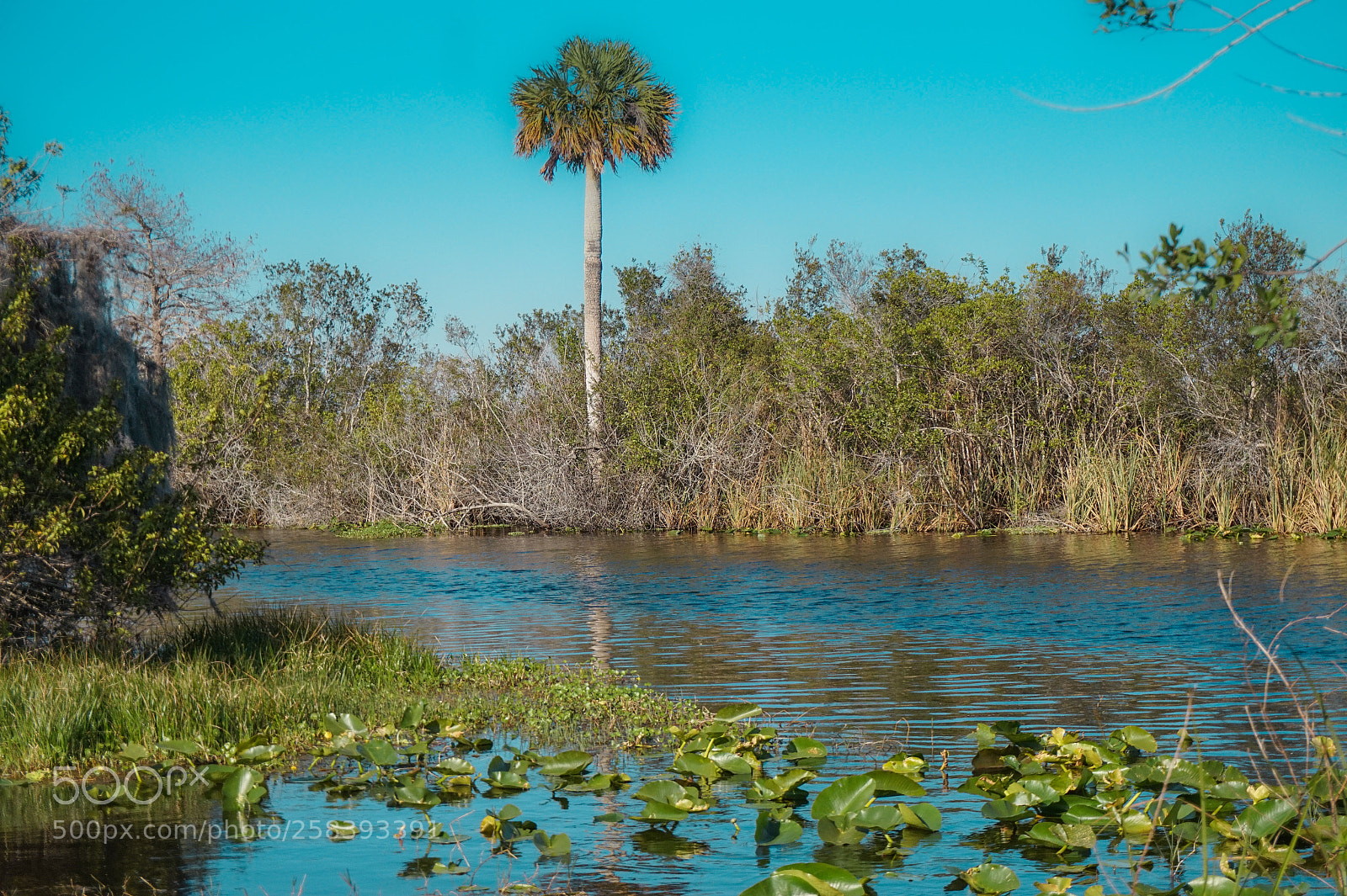 Sony Alpha a5000 (ILCE 5000) sample photo. Florida photography