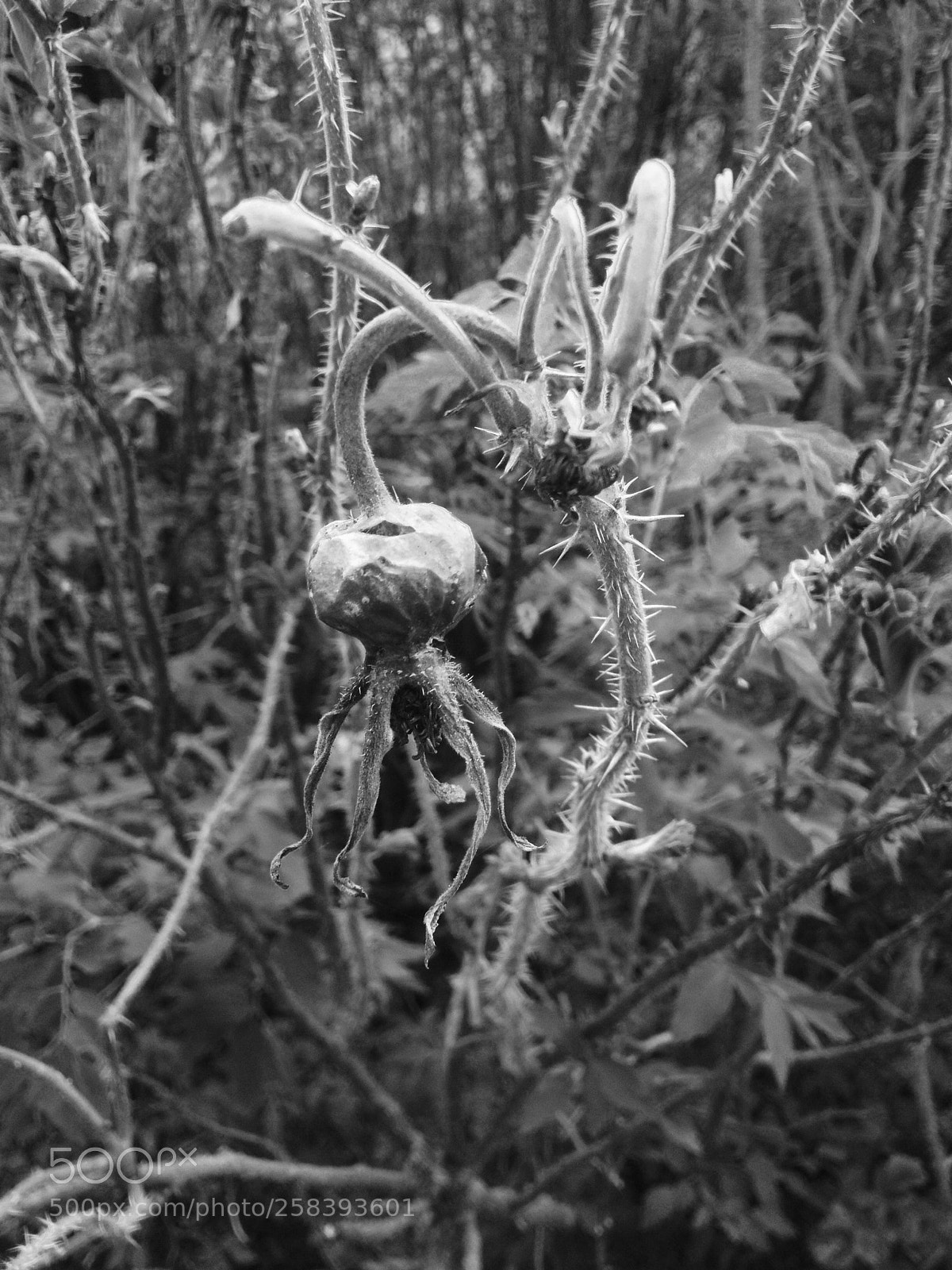 Apple iPhone 4S sample photo. Untitled photography