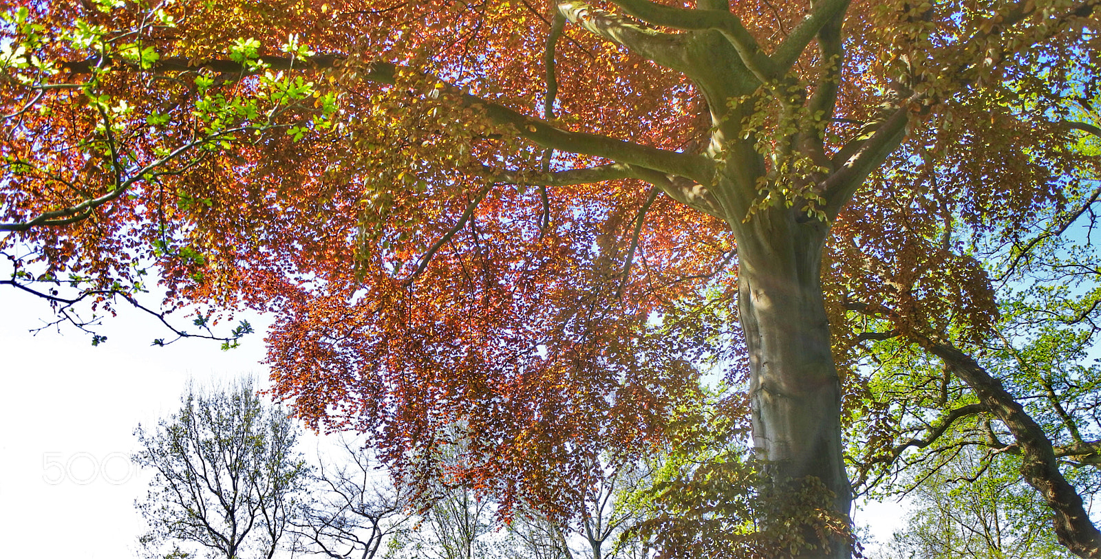 Nikon 1 J5 sample photo. Blood beech photography