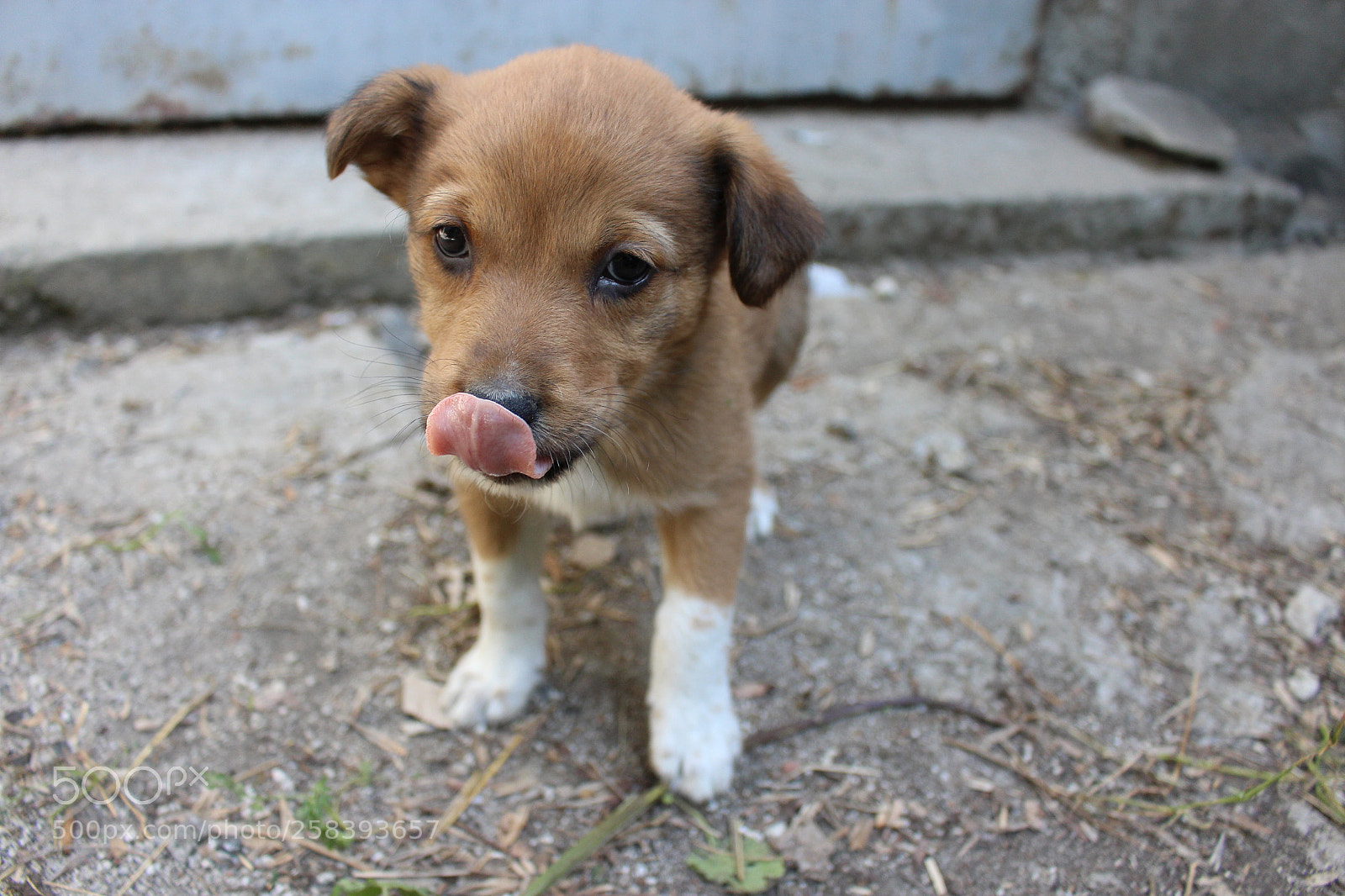 Canon EOS 700D (EOS Rebel T5i / EOS Kiss X7i) sample photo. Eyes full of love. photography