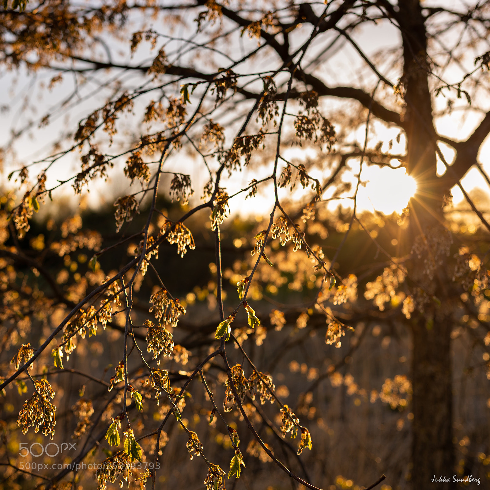 Canon EOS 5D Mark IV sample photo. Promising photography