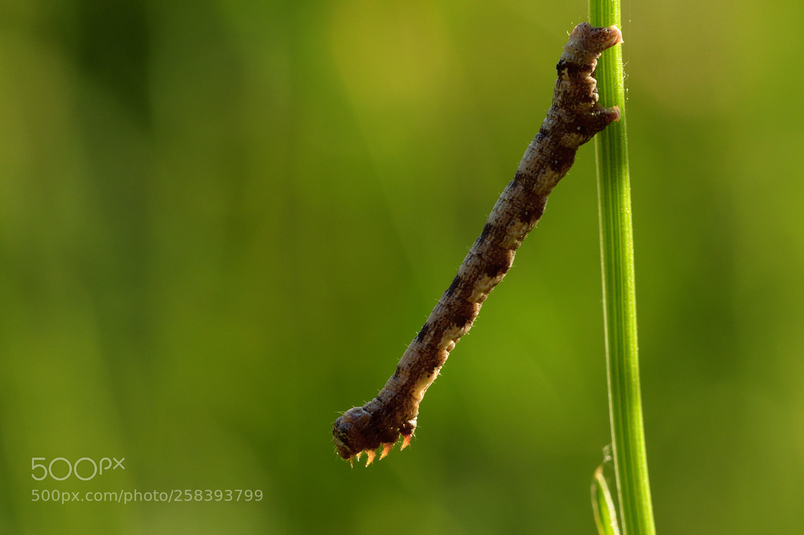 Nikon D7500 sample photo. Stretching photography