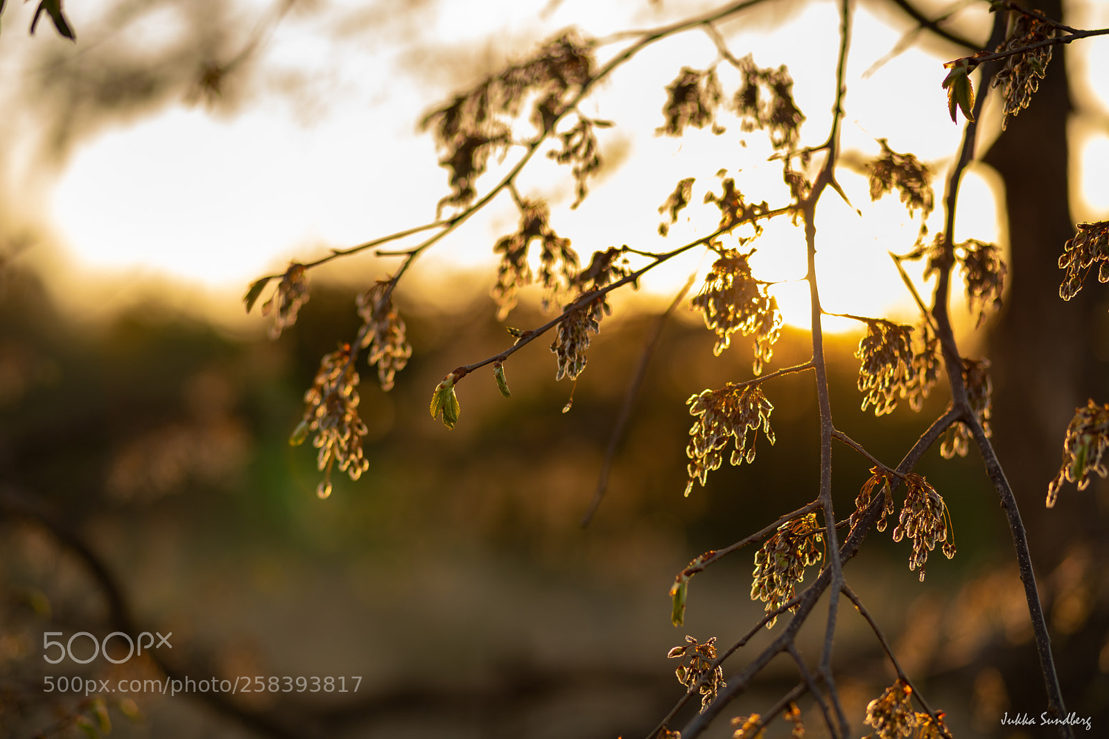 Canon EOS 5D Mark IV sample photo. Alive again photography