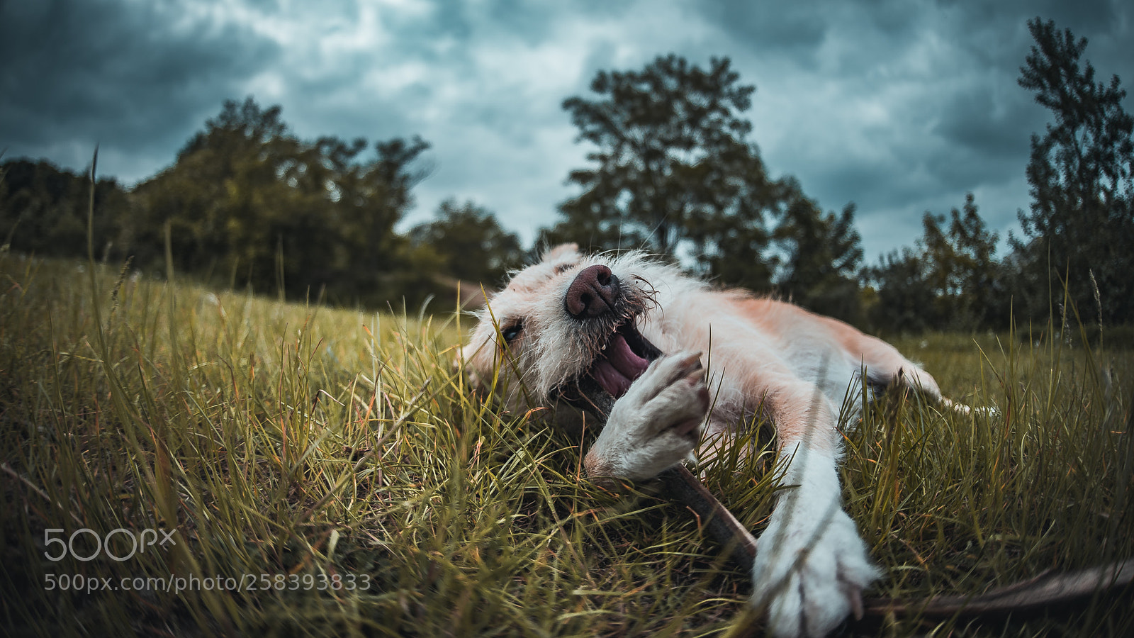 Nikon D750 sample photo. You and i photography