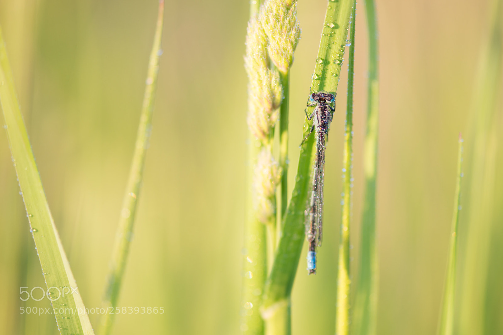 Nikon D800 sample photo. Drops light photography