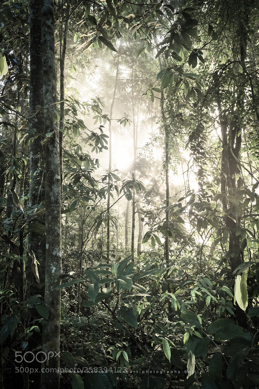 Nikon D810 sample photo. Morning mist photography