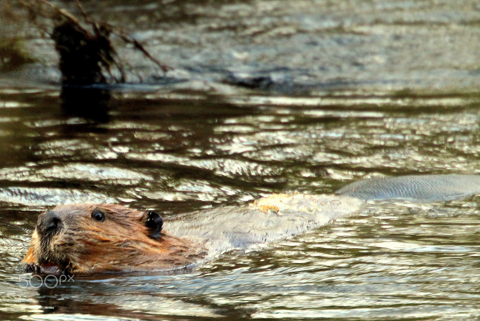 Canon EOS 700D (EOS Rebel T5i / EOS Kiss X7i) + Canon EF 70-300mm F4.5-5.6 DO IS USM sample photo. The evening swimm of beaver photography