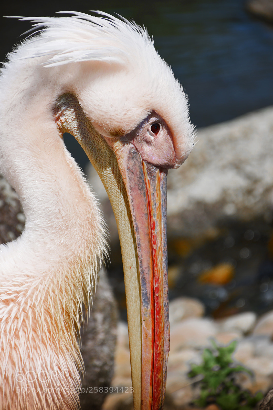 Nikon D5500 sample photo. White pelican photography