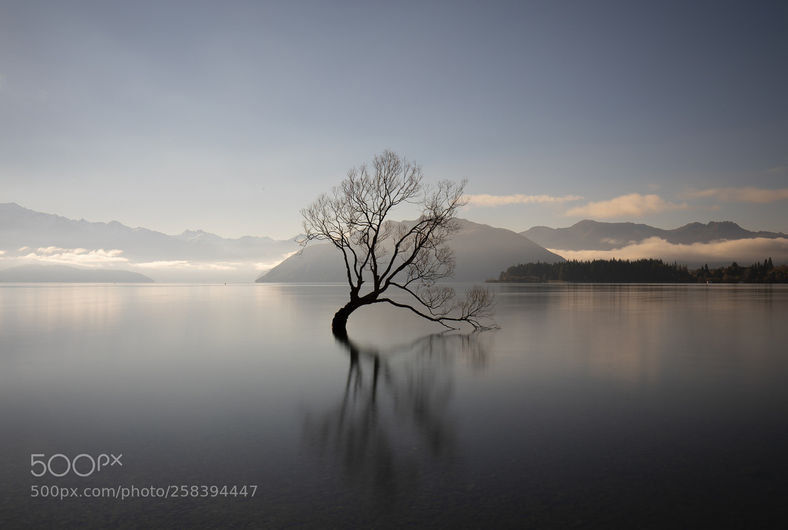 Canon EOS 5D Mark IV sample photo. The wanaka tree photography