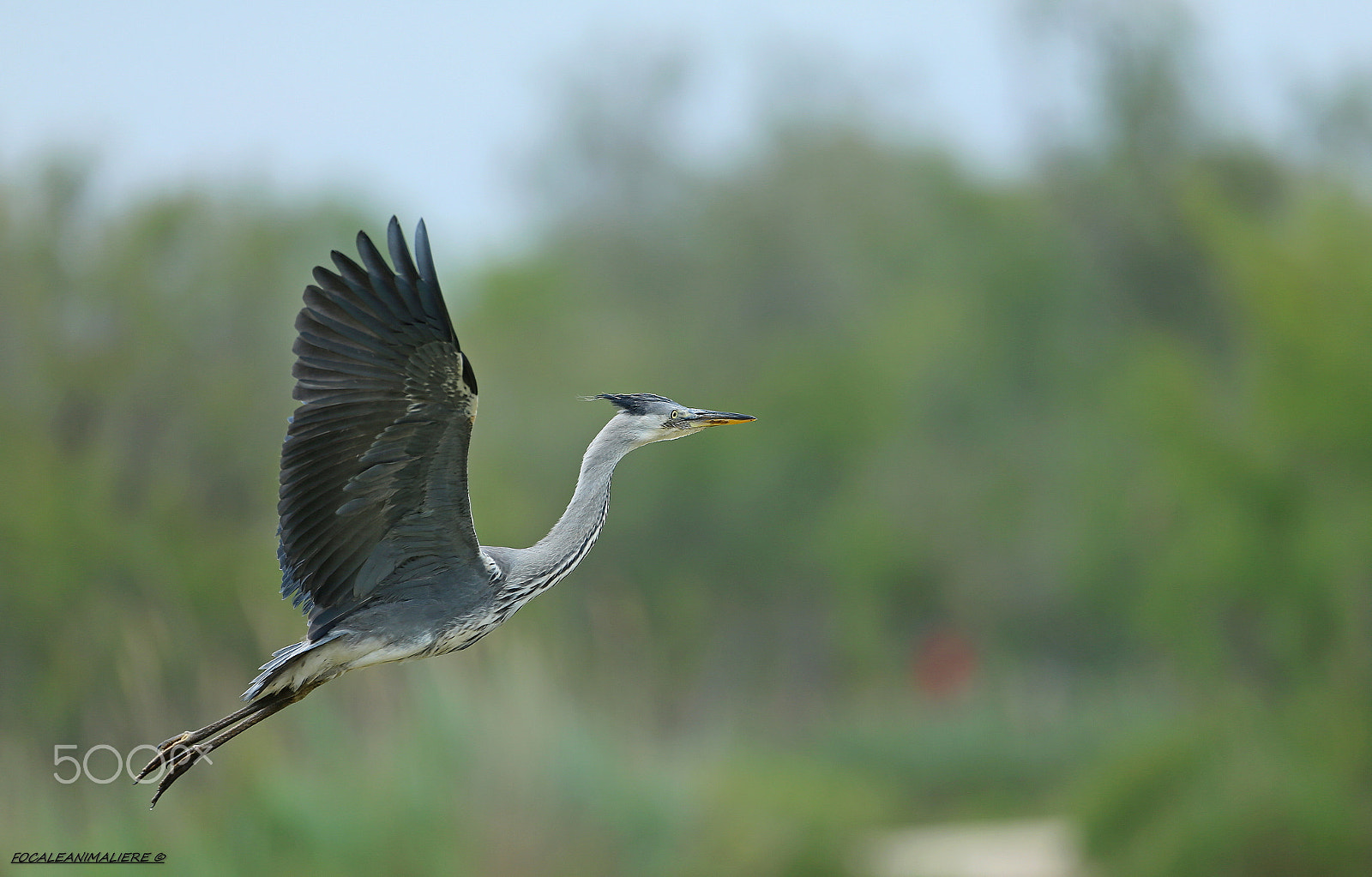 Canon EF 500mm F4L IS USM sample photo. Focaleanimaliere © photography