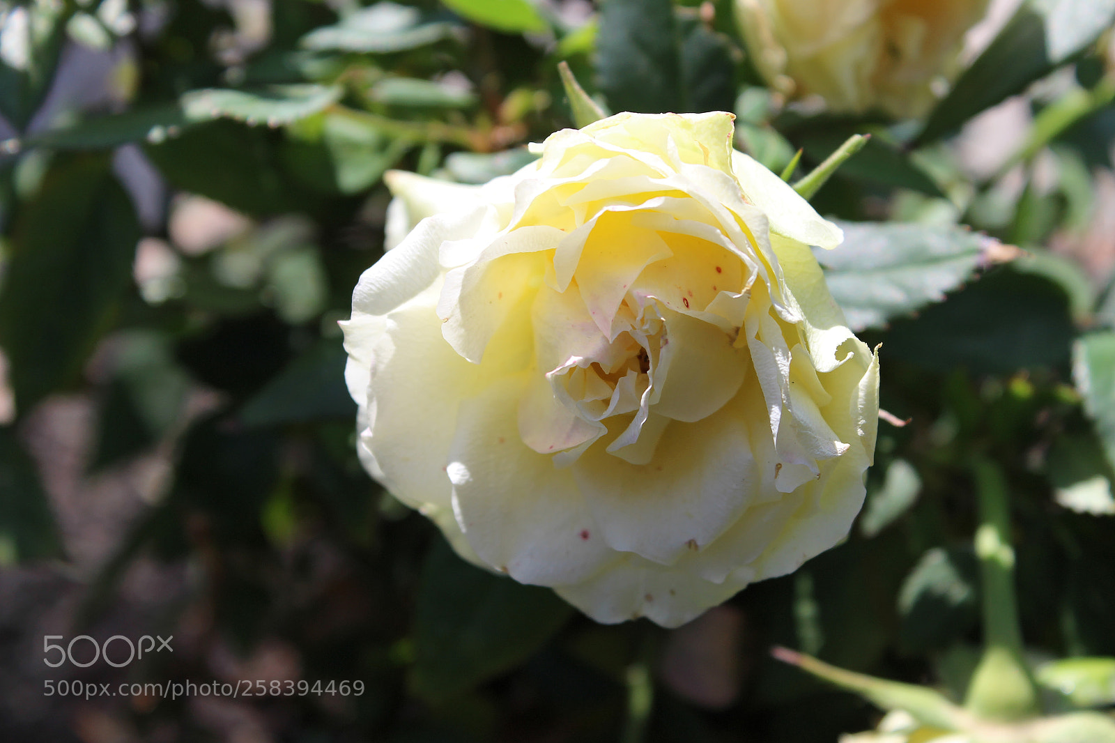 Canon EOS 600D (Rebel EOS T3i / EOS Kiss X5) sample photo. Bloom photography