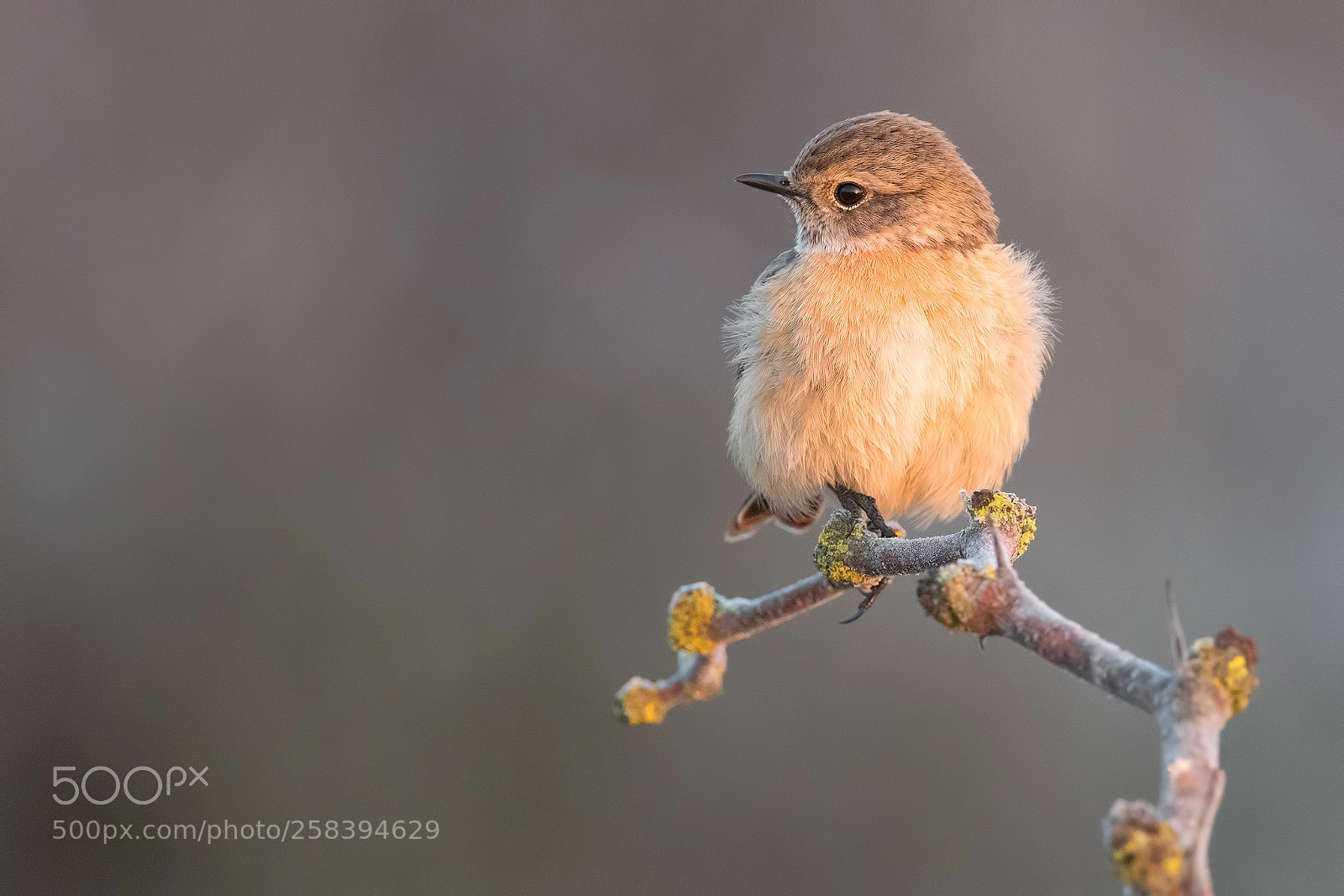 Nikon D810 sample photo. Stonechat photography
