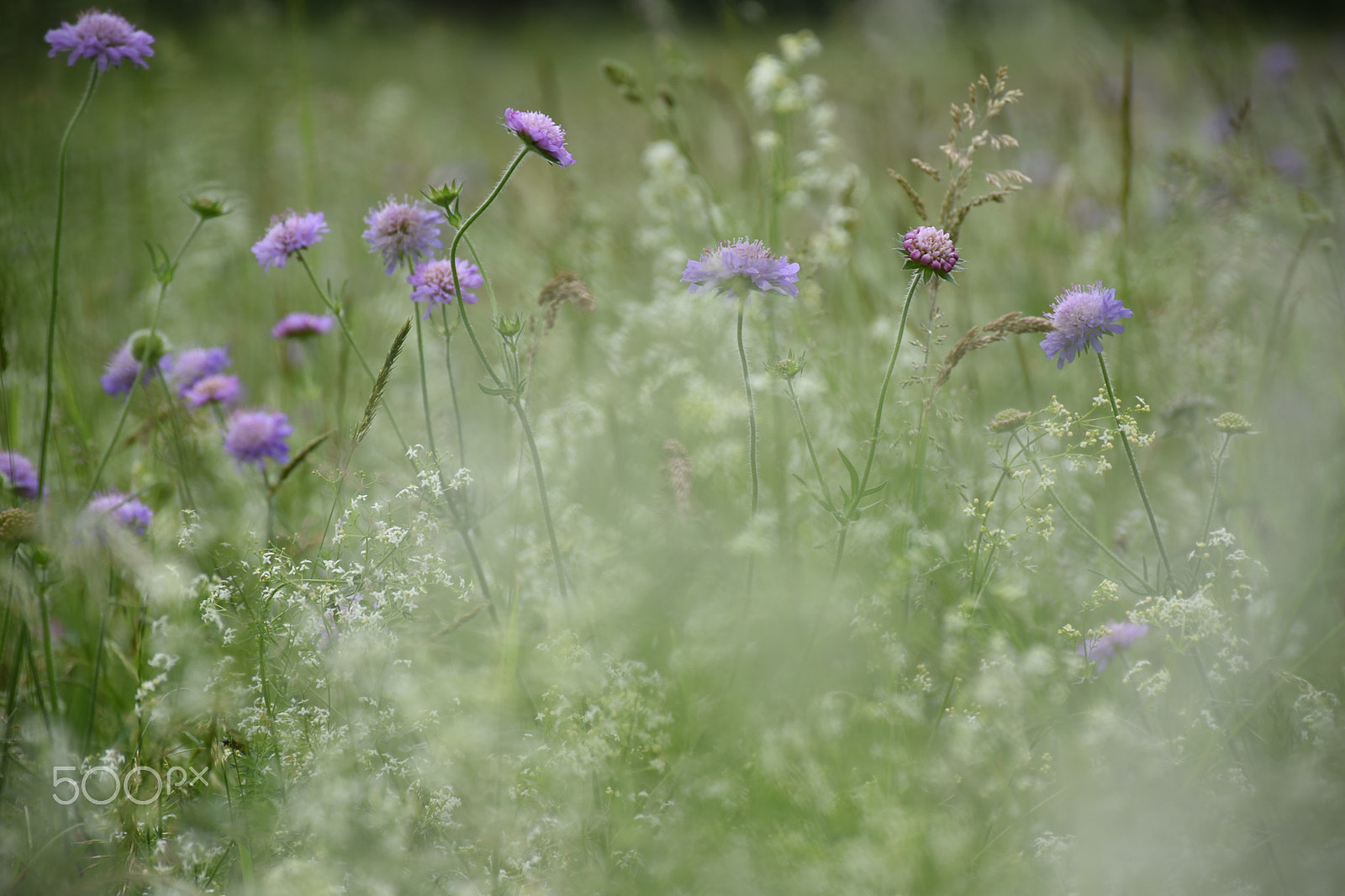 Nikon D5500 sample photo. Spring shades 3 photography