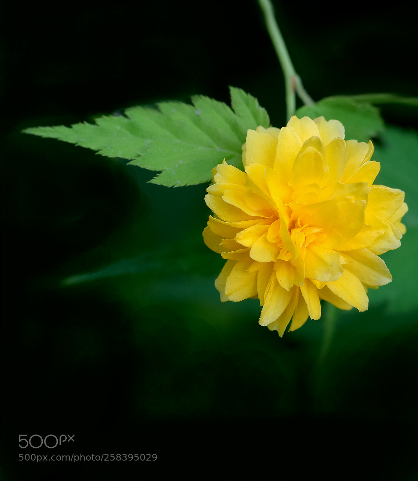 Canon EOS-1D X Mark II sample photo. 棣棠花 photography