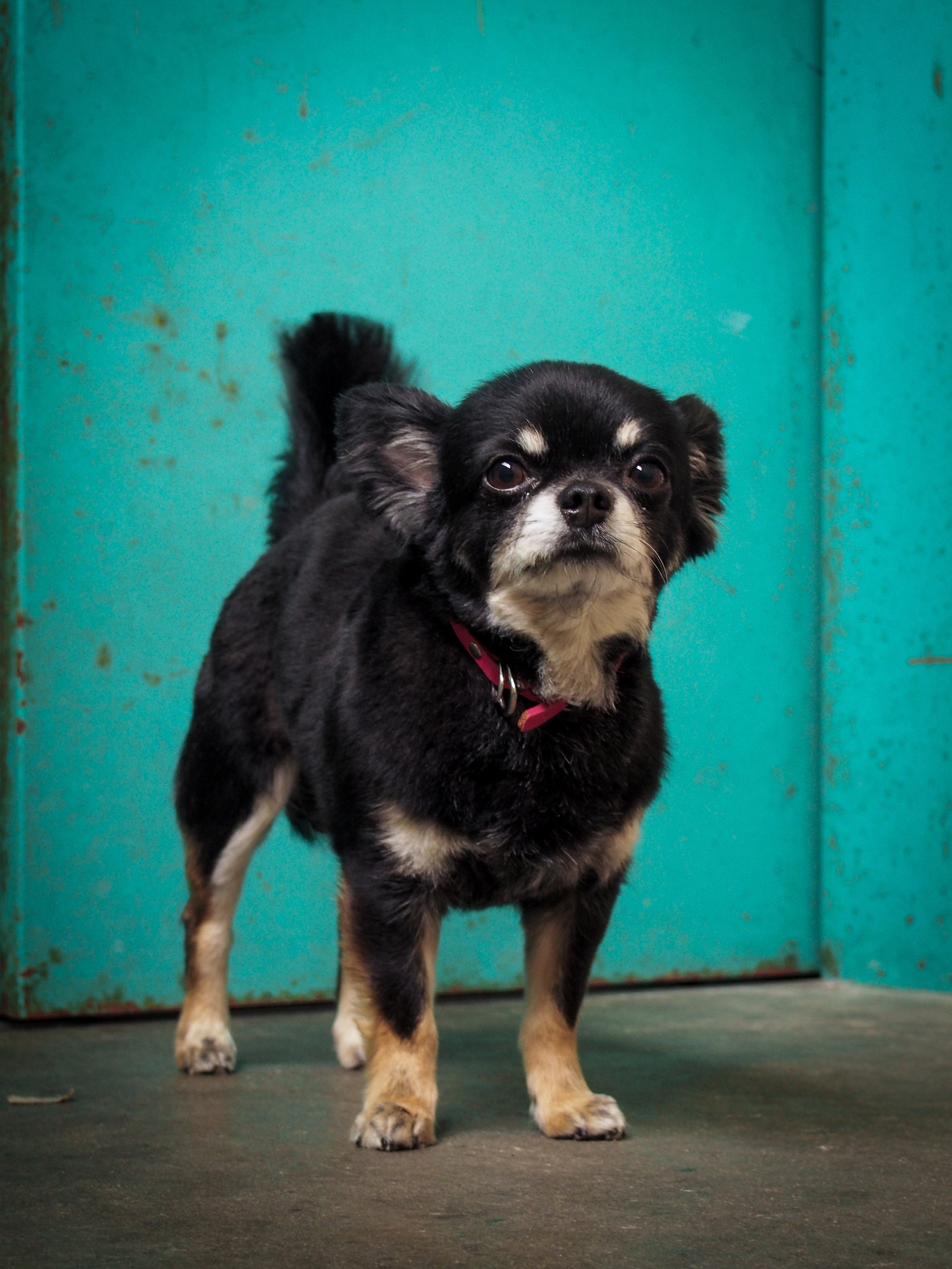 Olympus PEN E-PL5 sample photo. Chihuahua and grungy light blue wall photography