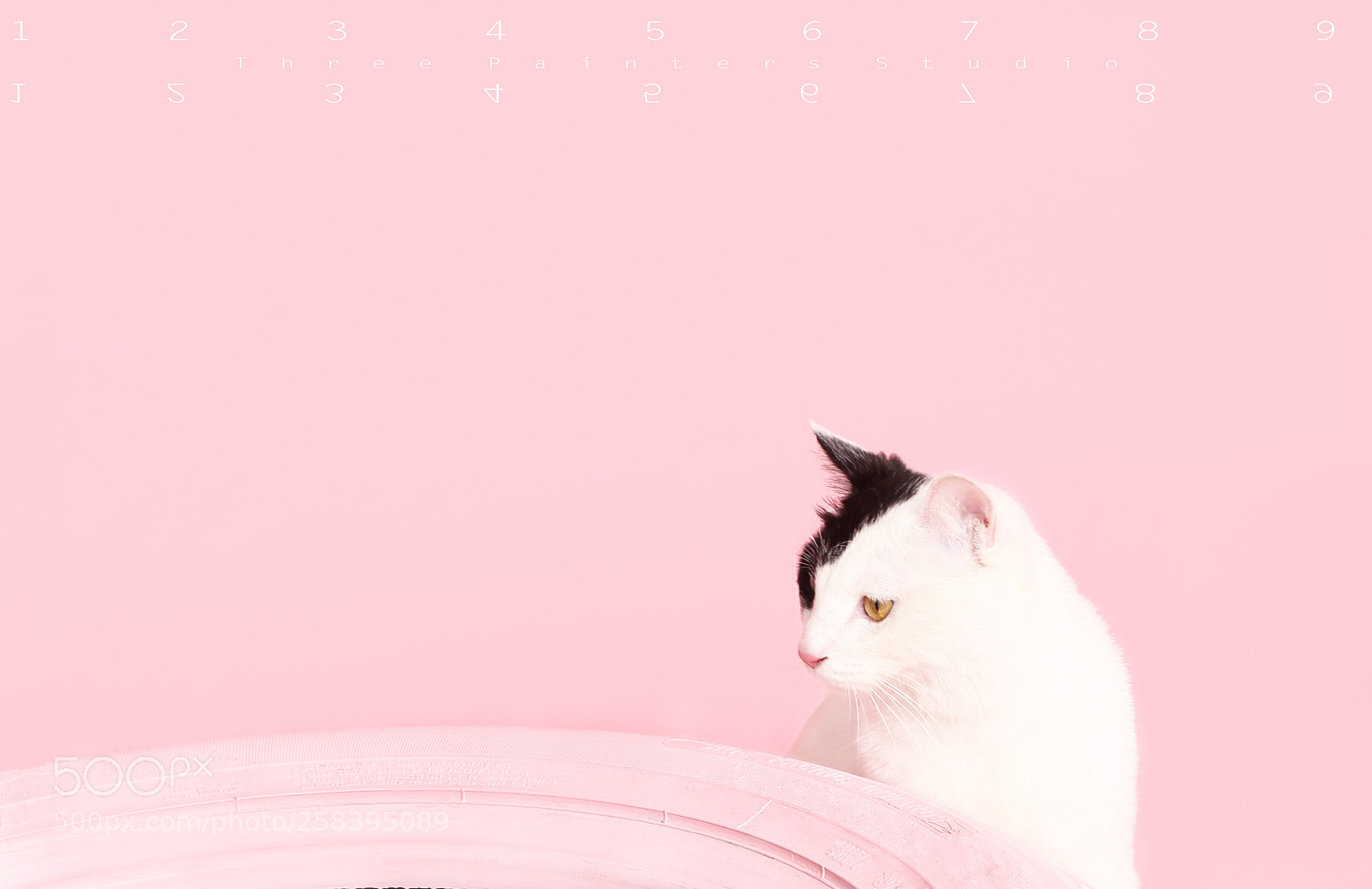 Canon EOS 6D sample photo. -pink photography
