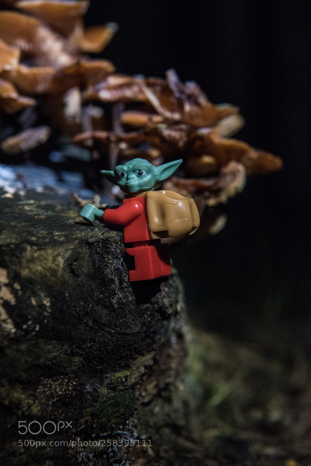 Nikon D750 sample photo. Yoda photography