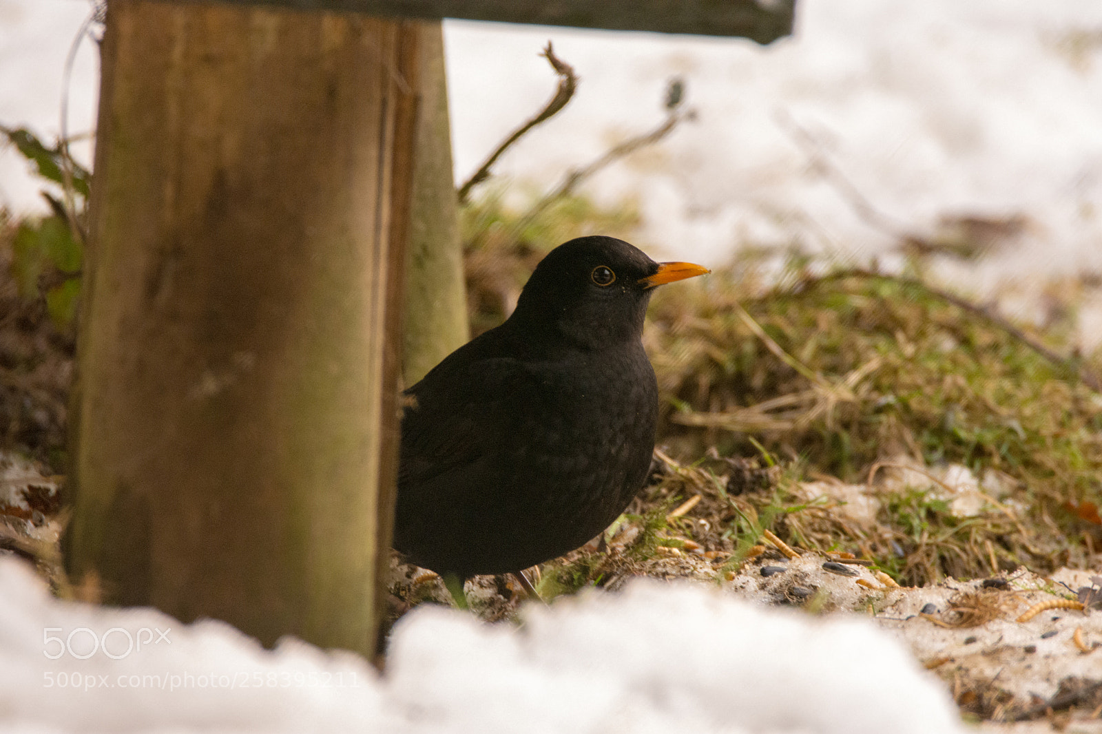 Nikon D7200 sample photo. Hiding from the cold photography