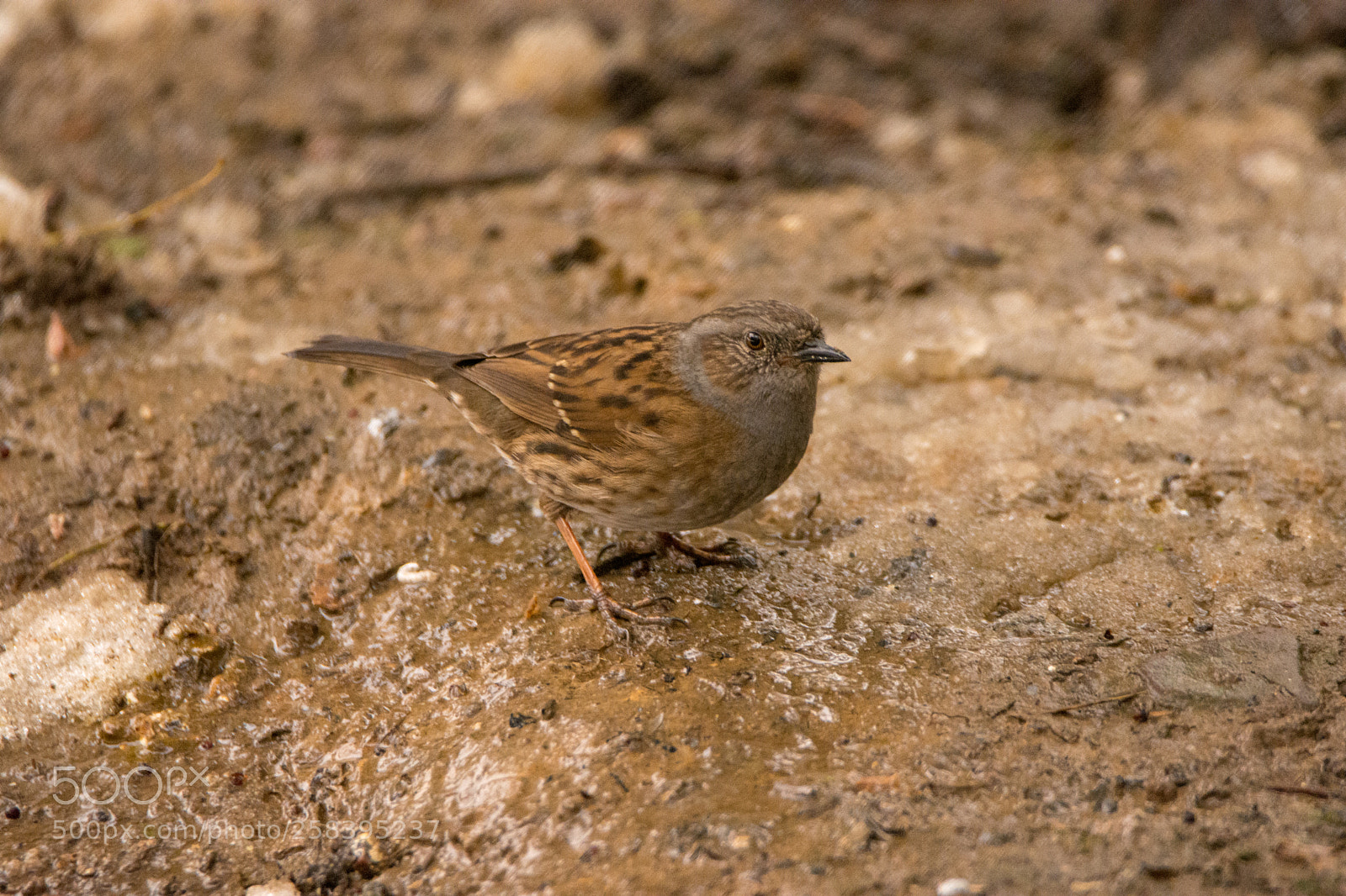 Nikon D7200 sample photo. Dunnock photography