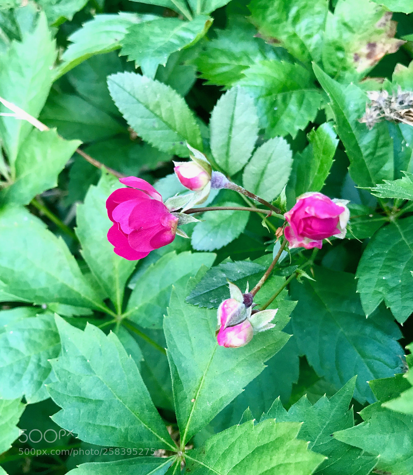 Apple iPhone 7 Plus sample photo. 10 year bloomer photography