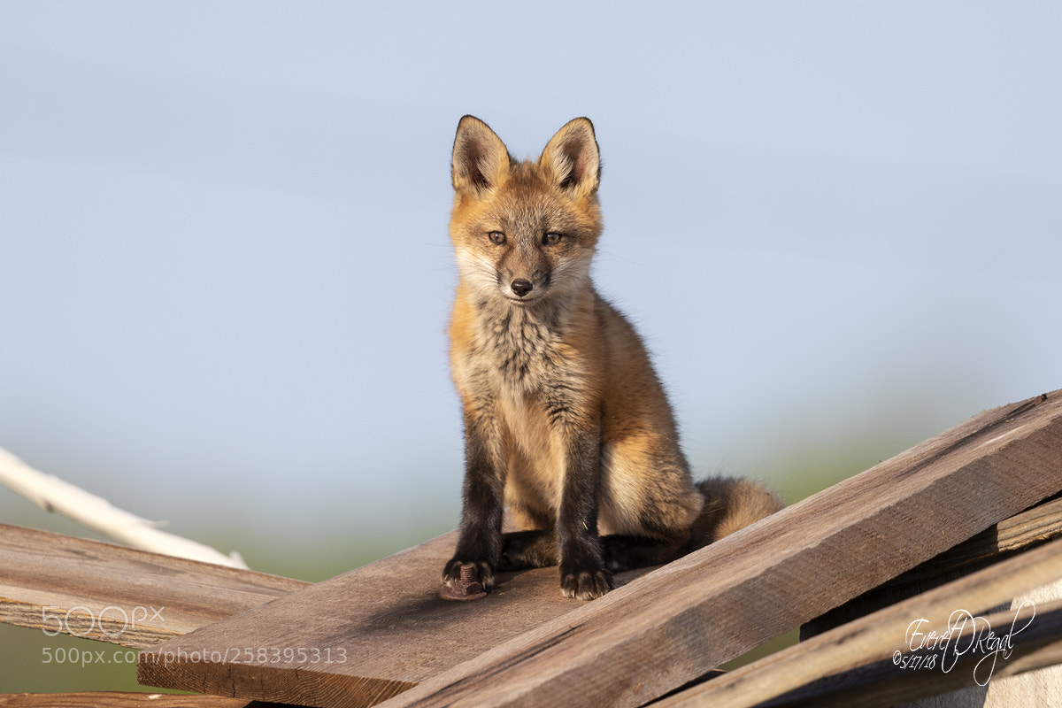 Canon EOS-1D X Mark II sample photo. Blue sky, red fox photography