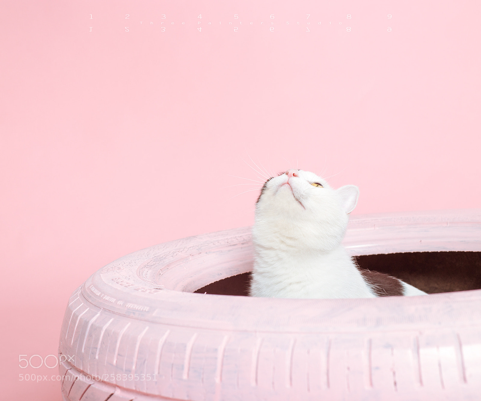 Canon EOS 6D sample photo. -pink photography