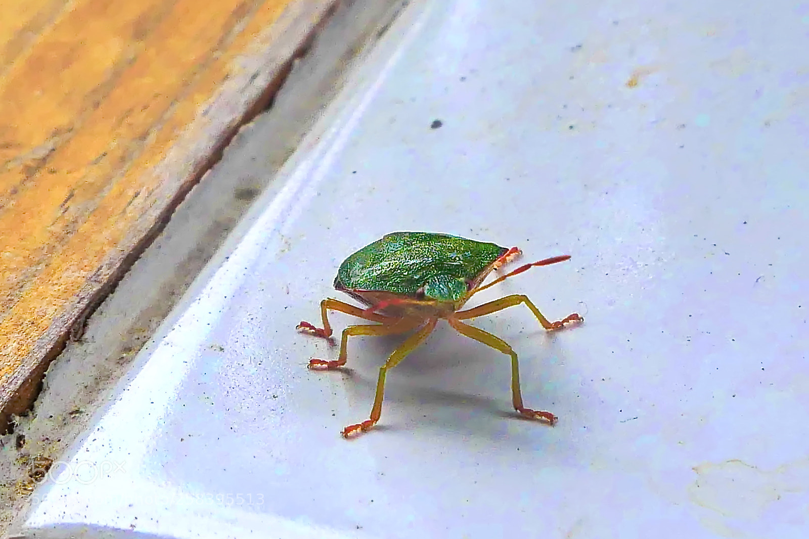 Panasonic Lumix DMC-FZ2500 (Lumix DMC-FZ2000) sample photo. Green photography