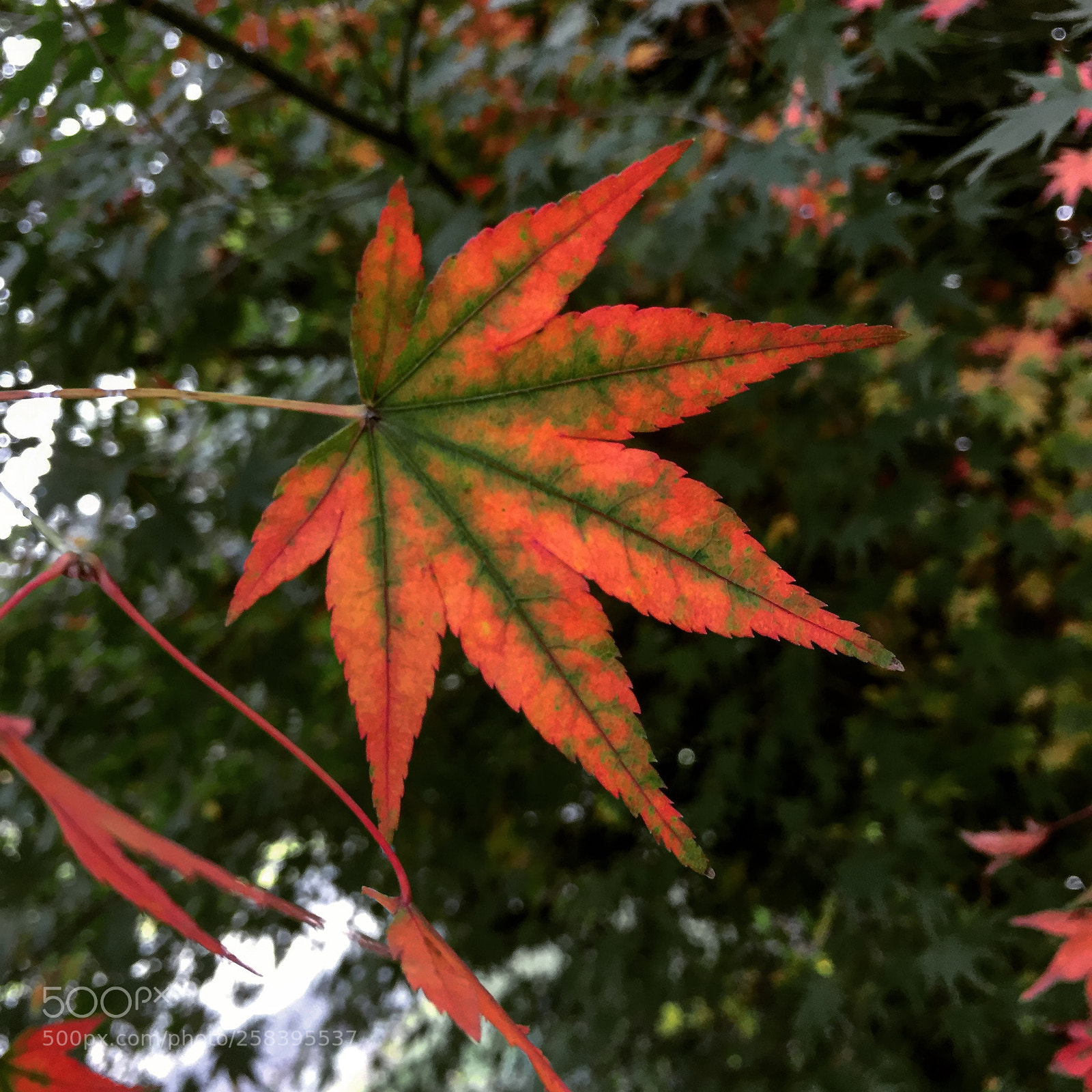 Apple iPhone 6 sample photo. Beautiful colour change photography