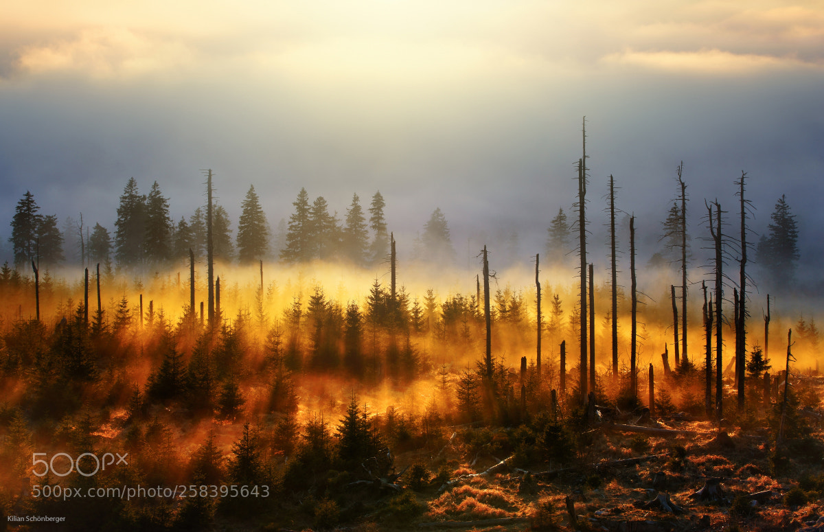 Sony a7R sample photo. Burning fog photography