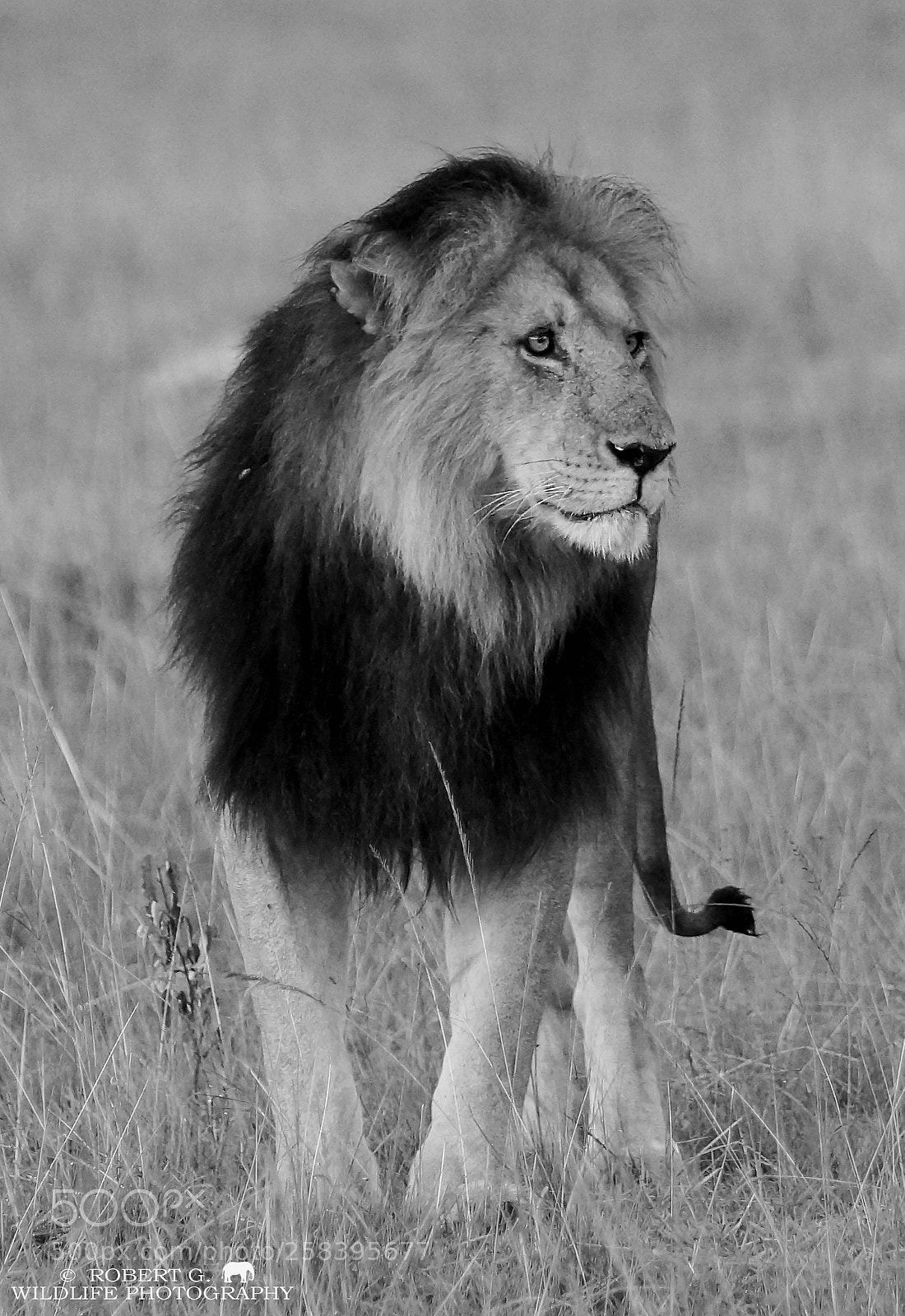 Sony SLT-A77 sample photo. Male lion b w photography
