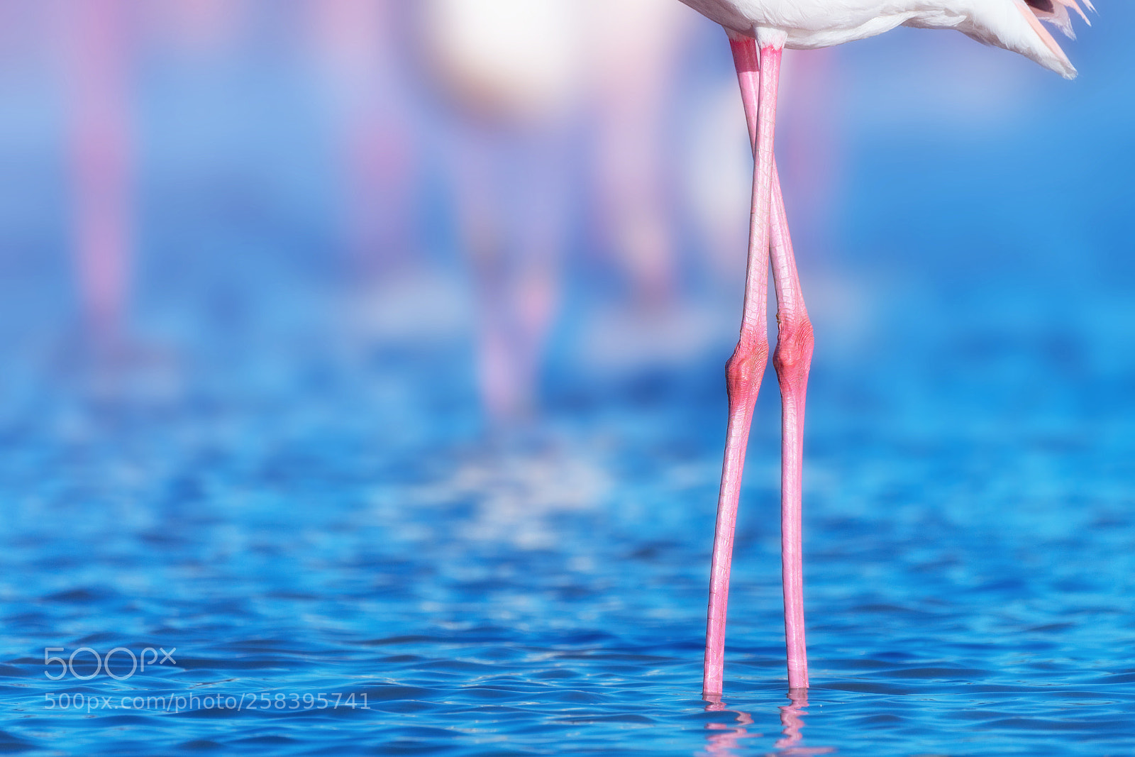 Nikon D500 sample photo. Pink and blue photography
