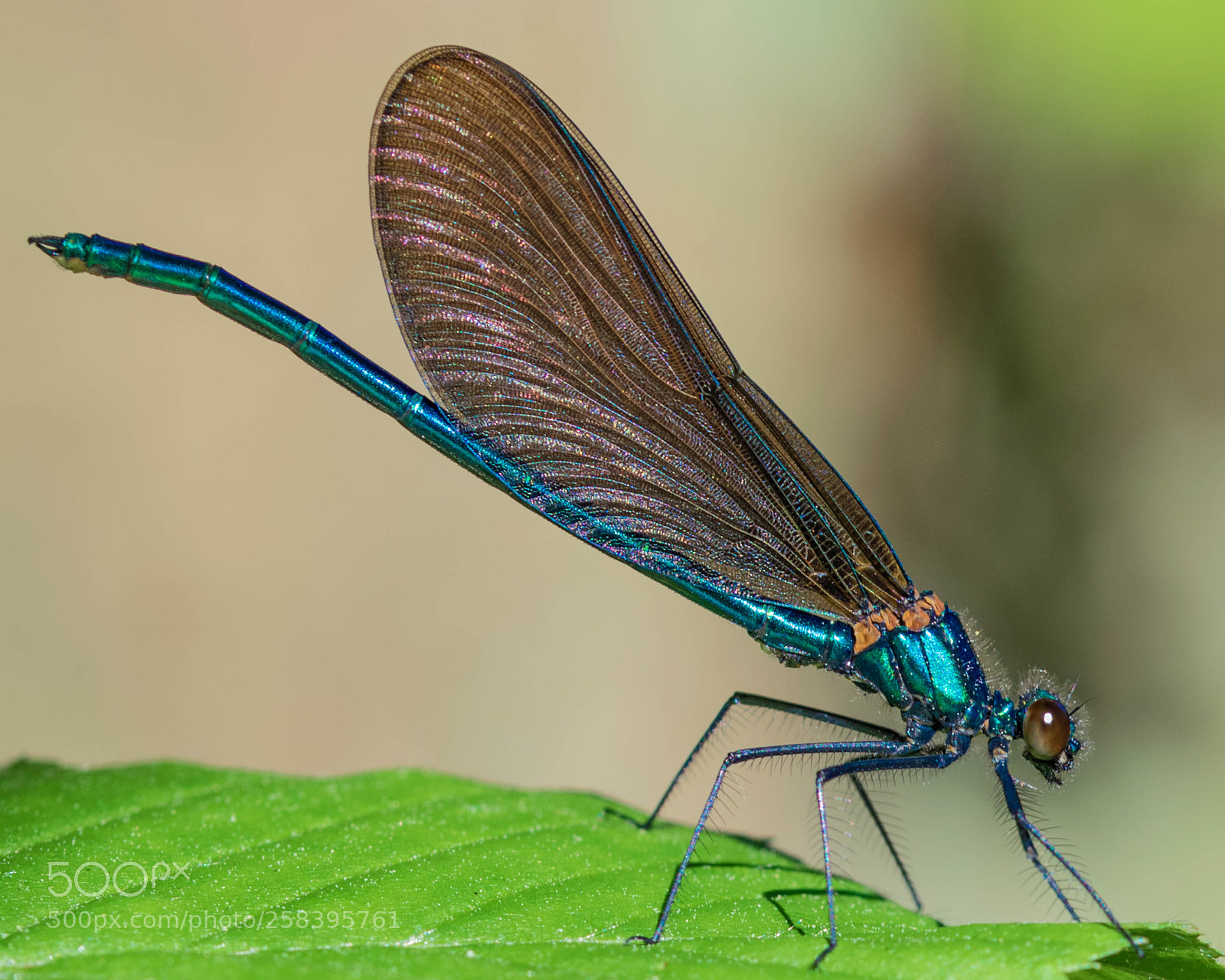 Nikon D5300 sample photo. Young demoiselle male photography