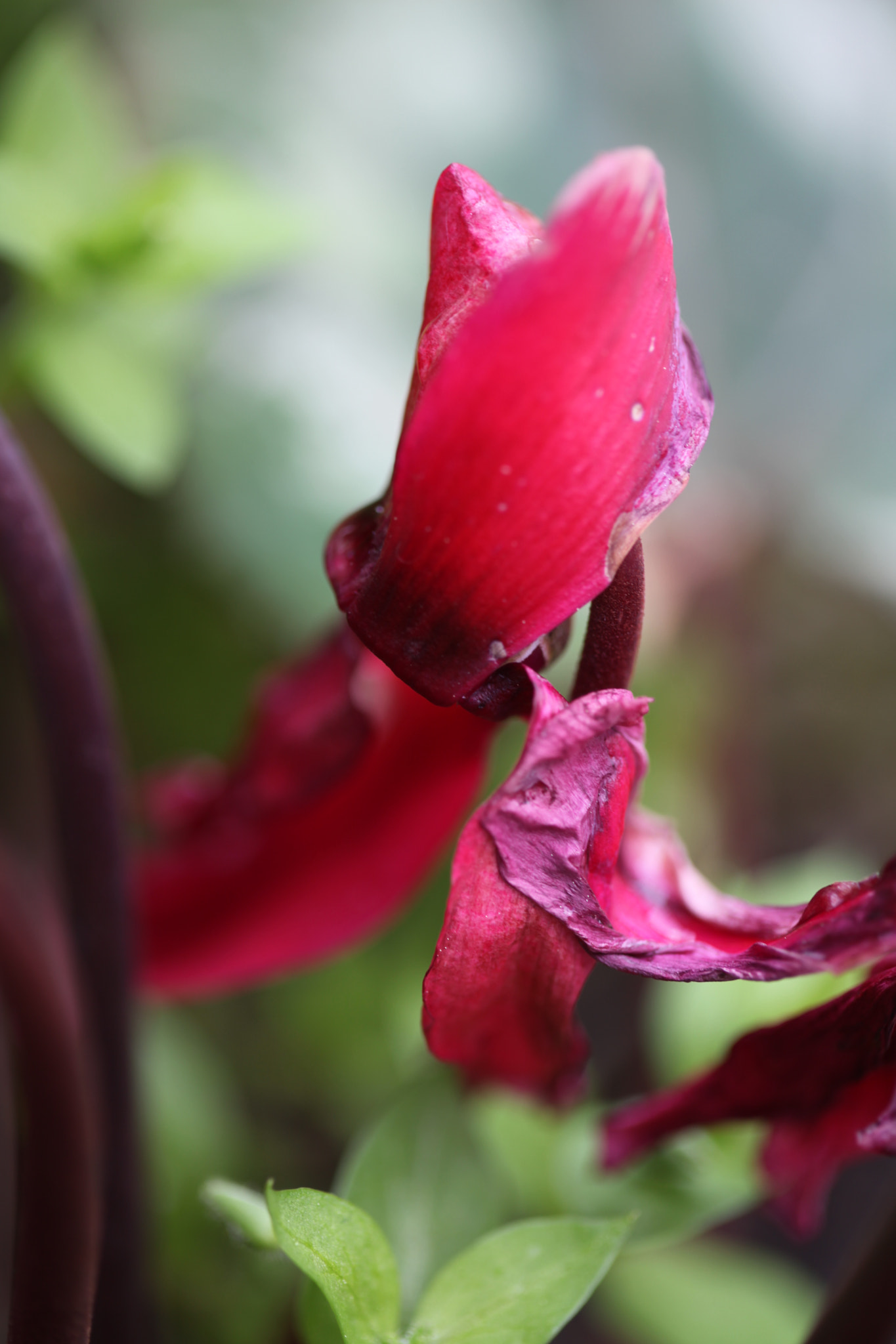 Canon EF 100mm F2.8 Macro USM sample photo. Img photography