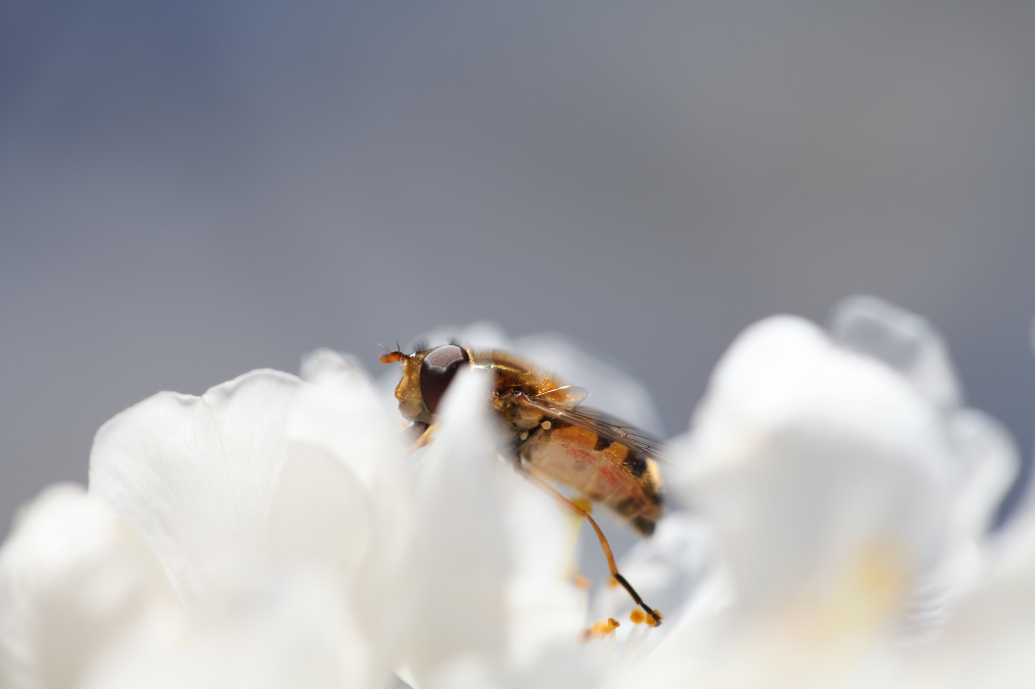 Canon EF 100mm F2.8 Macro USM sample photo. Img photography