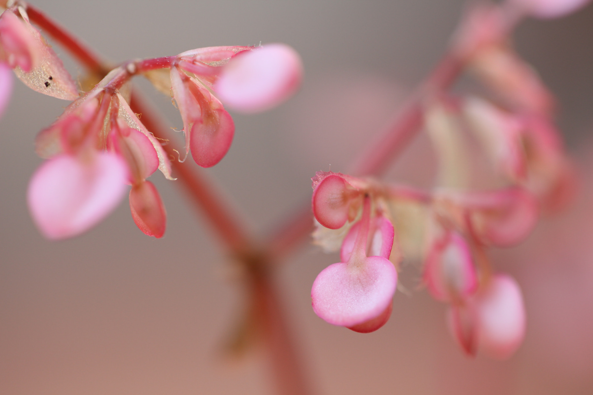 Canon EF 100mm F2.8 Macro USM sample photo. Img photography
