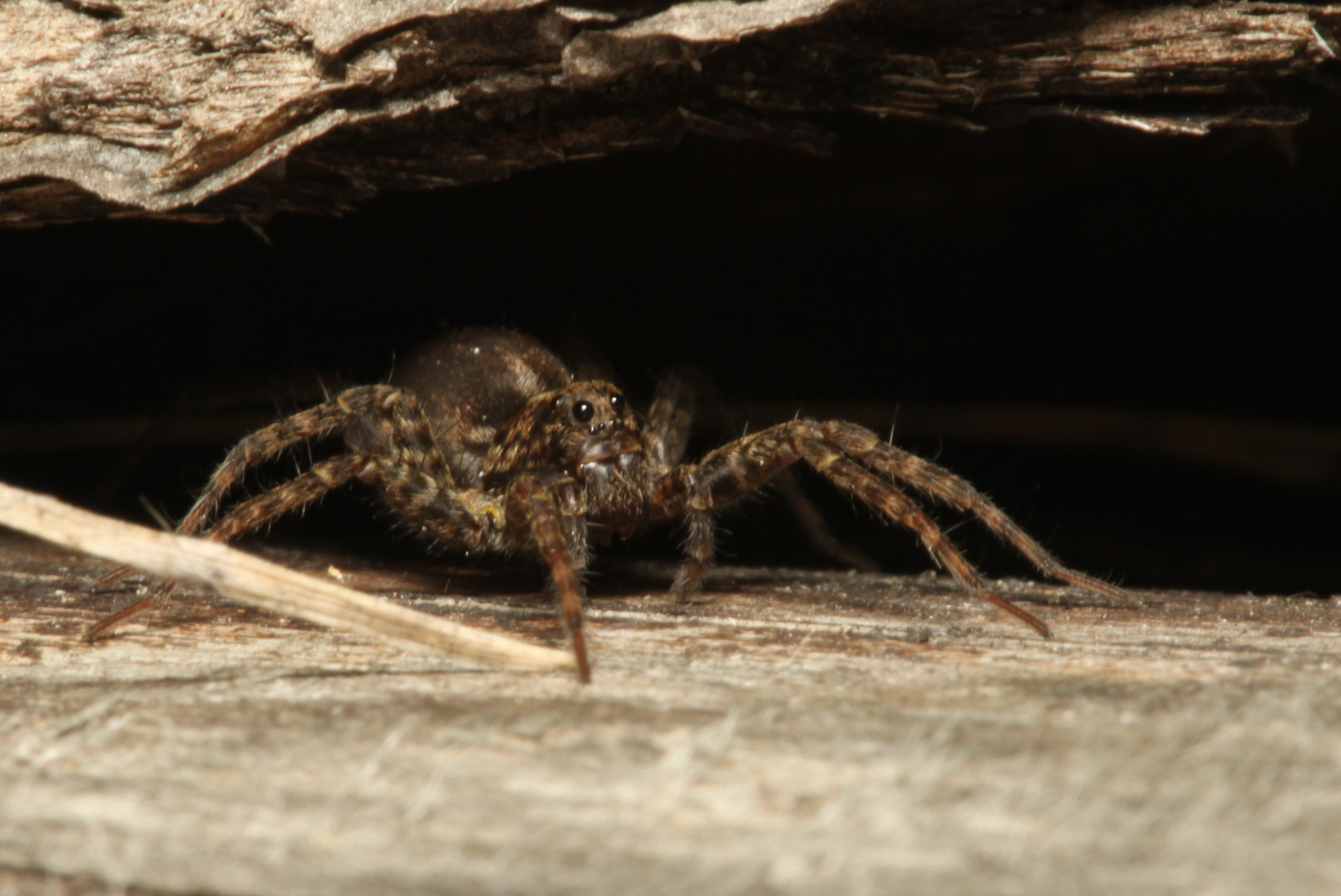 Canon EF 100mm F2.8 Macro USM sample photo. Img photography
