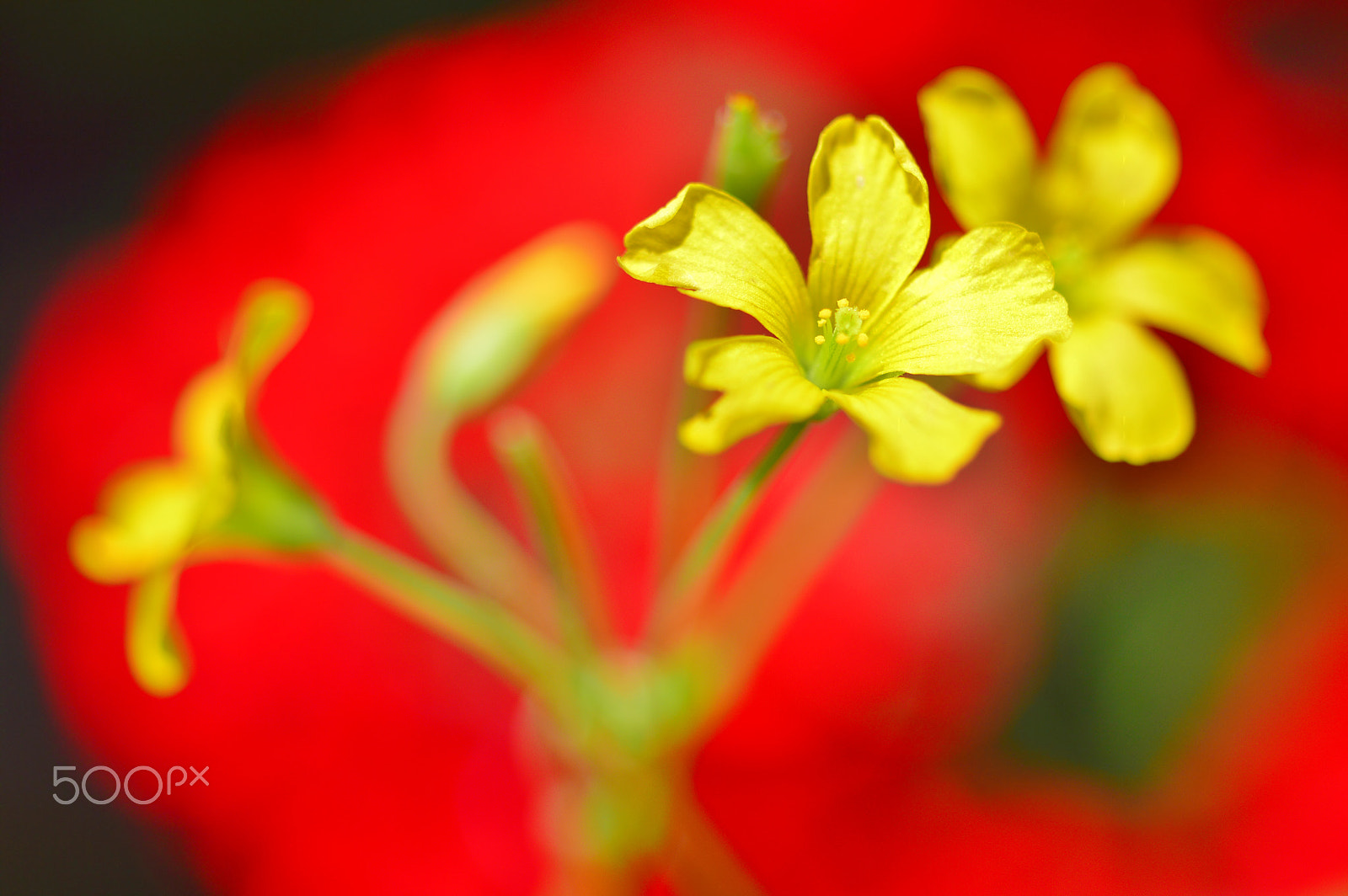 AF Micro-Nikkor 55mm f/2.8 sample photo. Spring nature photography