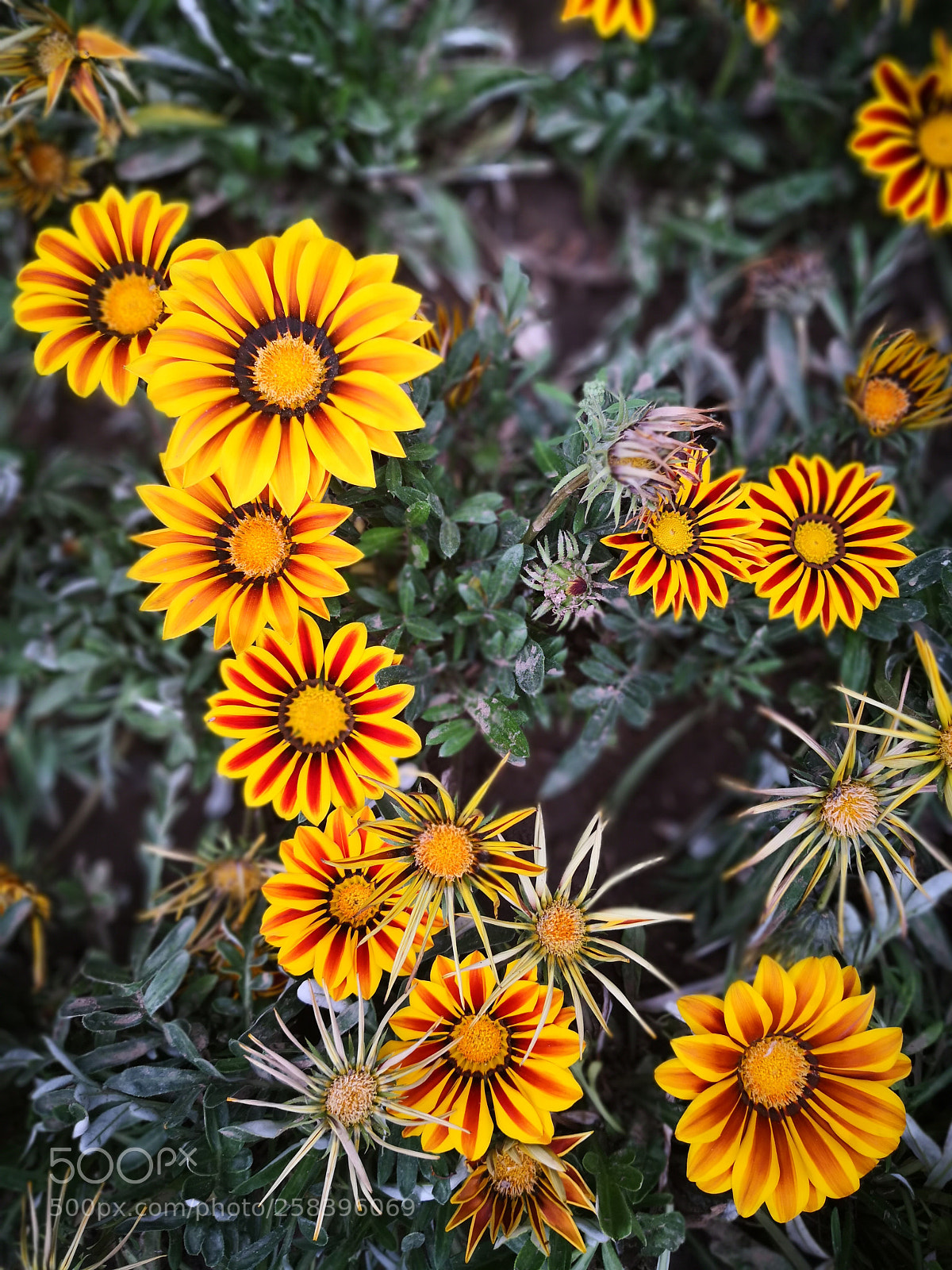HUAWEI Mate 10 sample photo. 菊花 photography