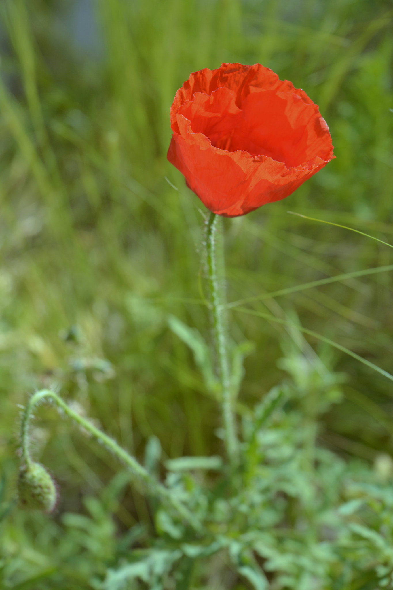 Nikon D5200 sample photo