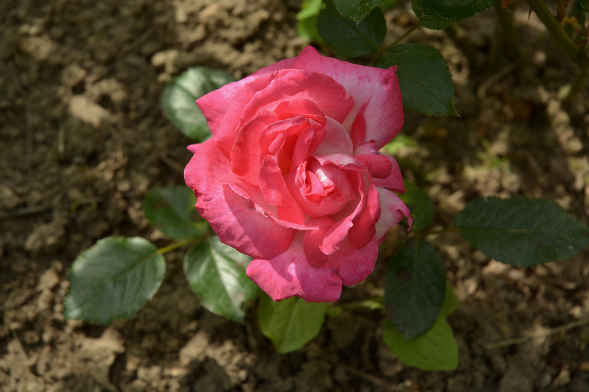 Nikon D5200 sample photo