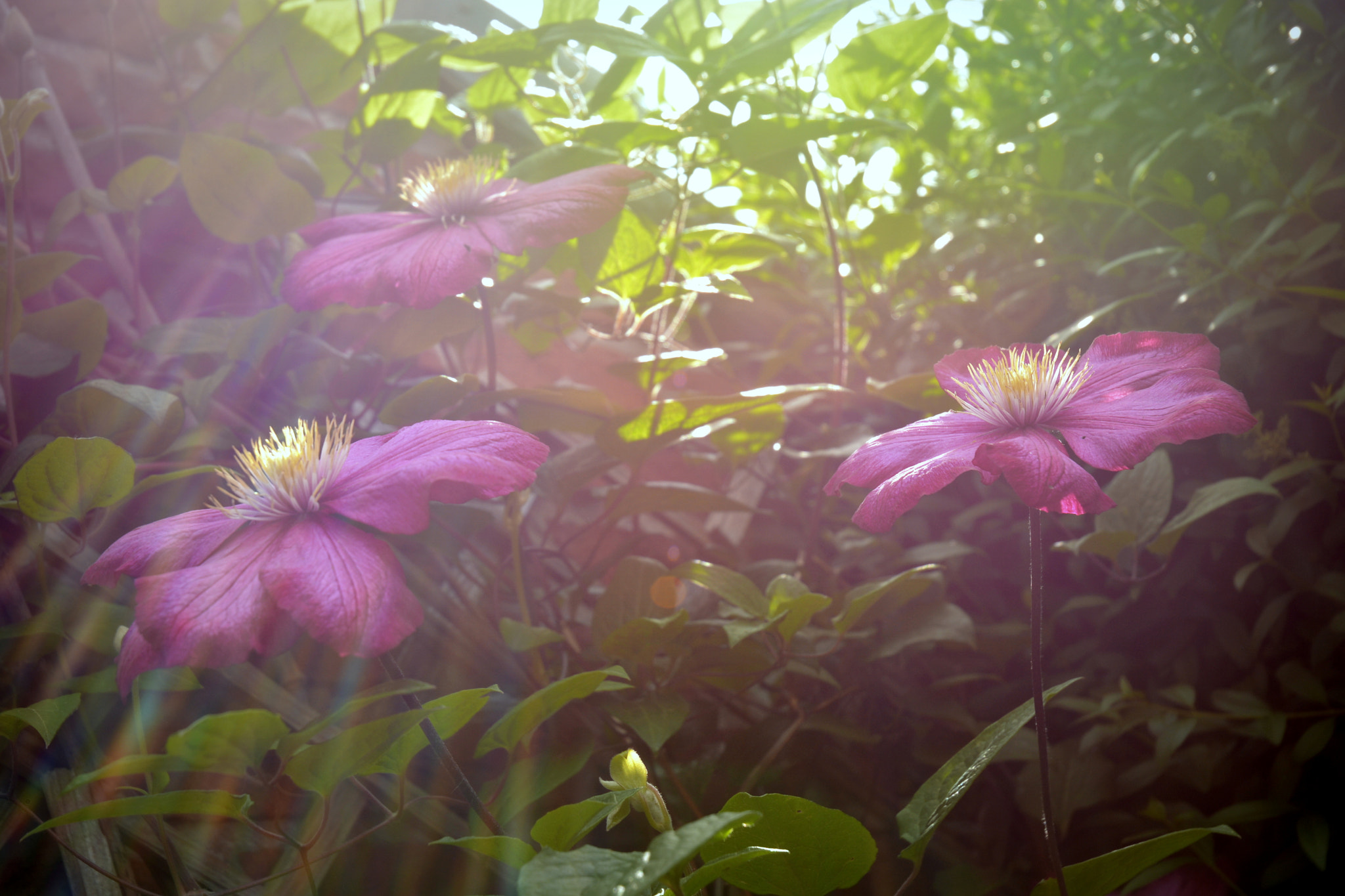 Nikon D5200 sample photo