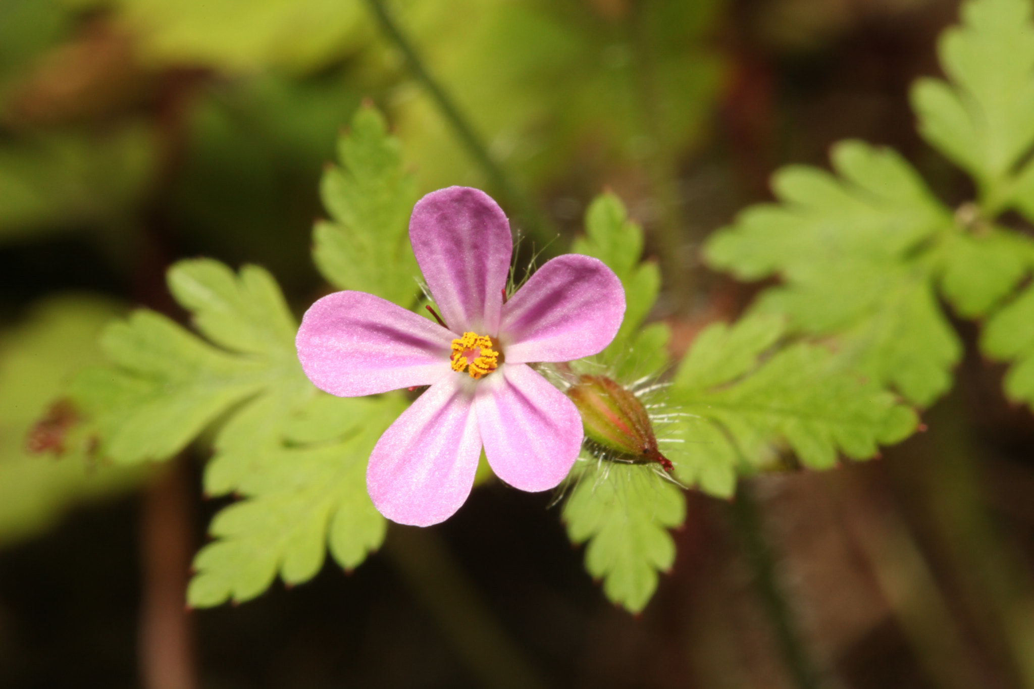 Canon EF 100mm F2.8 Macro USM sample photo. Img photography