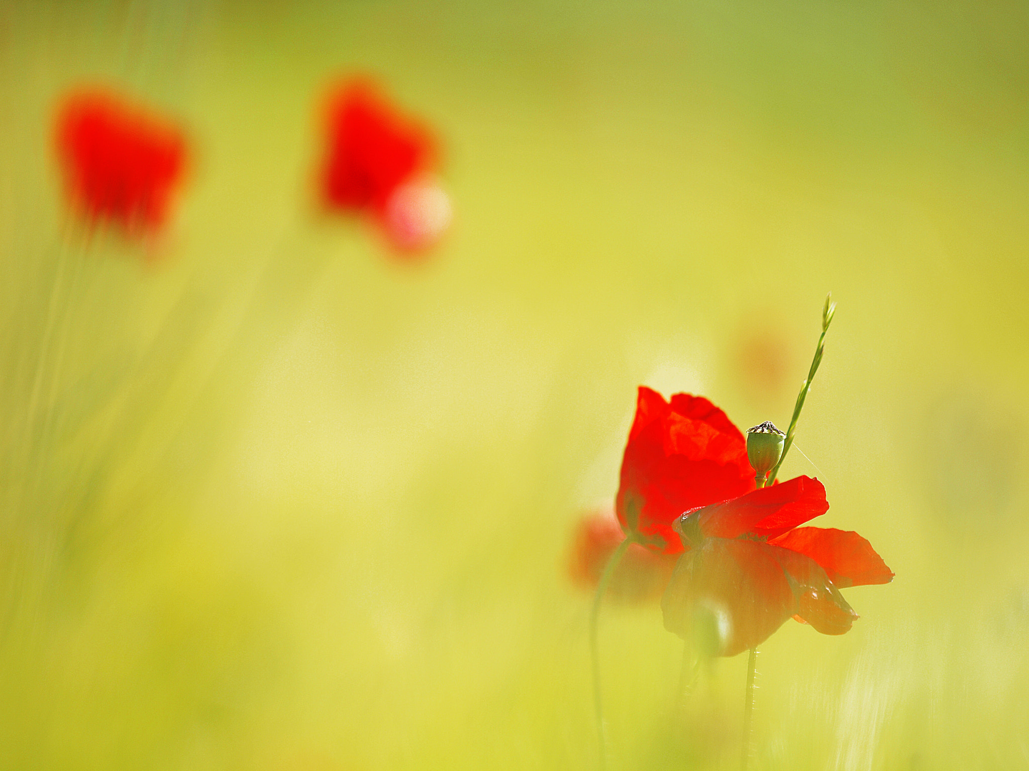Olympus E-30 sample photo. Tiempo de amapolas photography