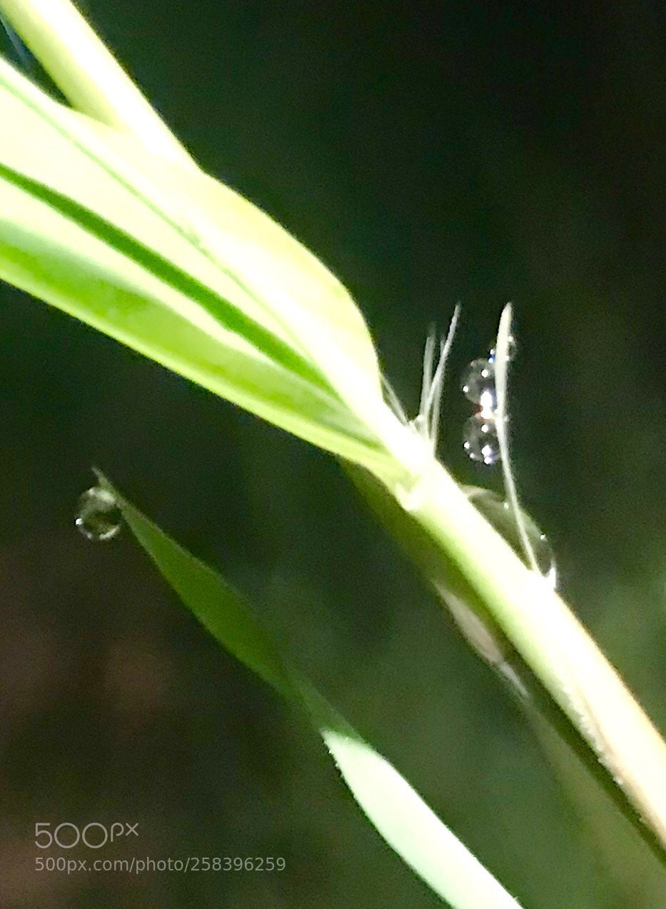 Apple iPhone 7 Plus sample photo. Water drops from dew photography